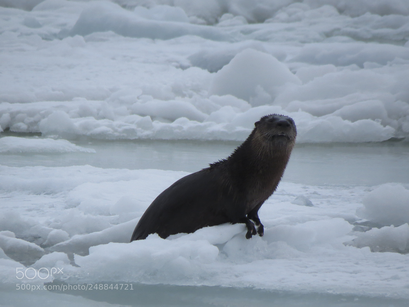 Canon PowerShot SX50 HS sample photo. Otter on the ice photography