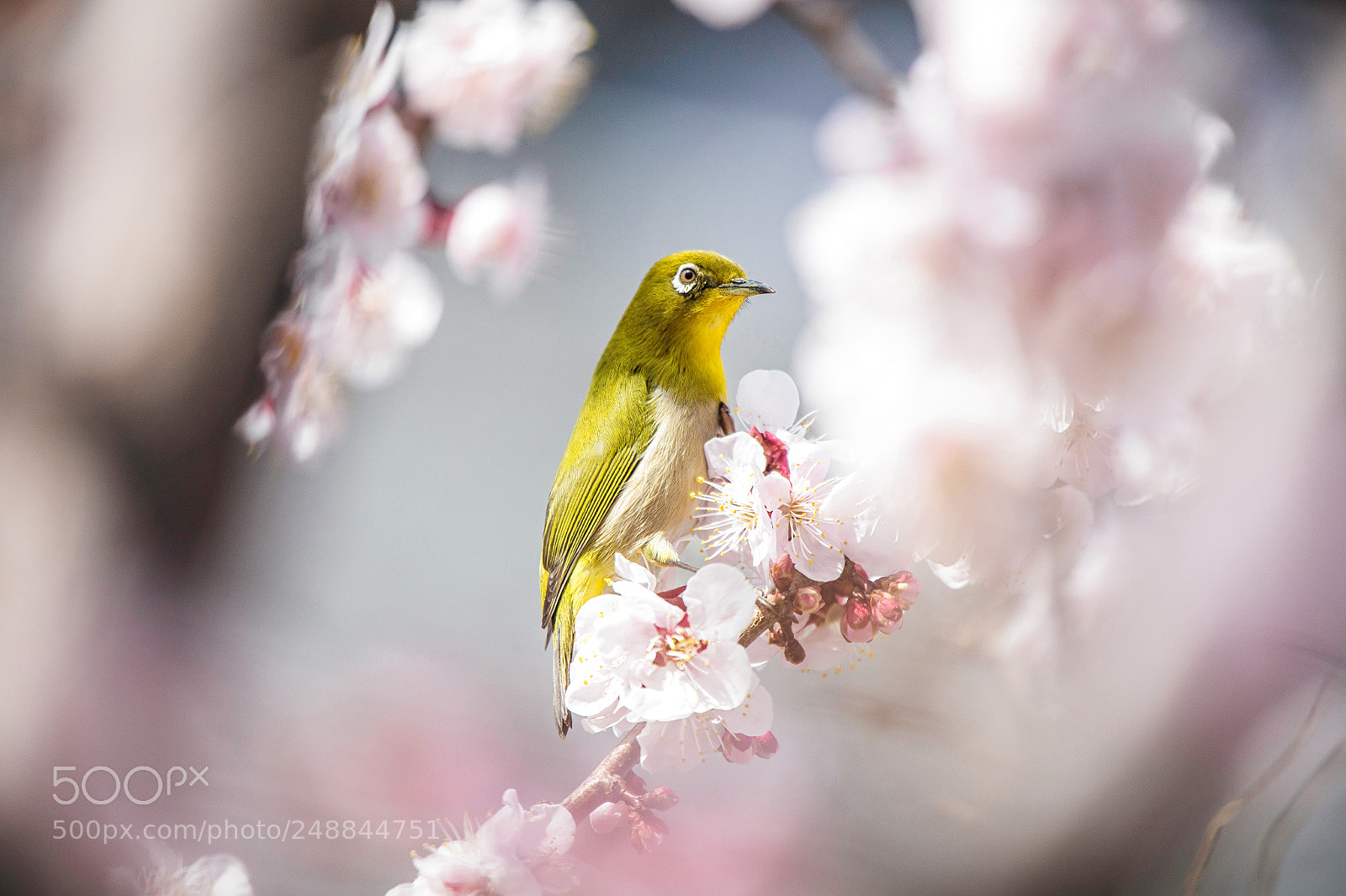 Canon EOS 5DS R sample photo. Spring bird photography