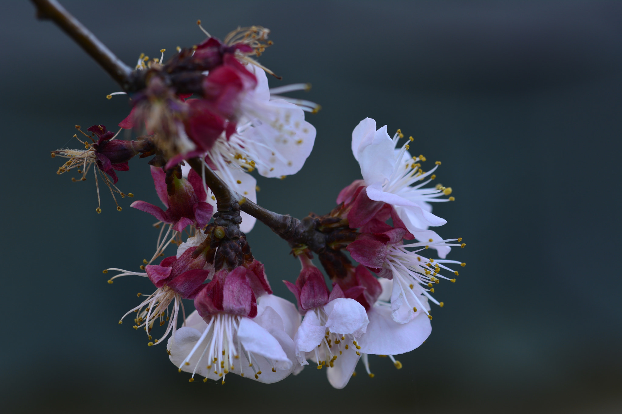 Nikon D7100 sample photo. Flower-tree photography