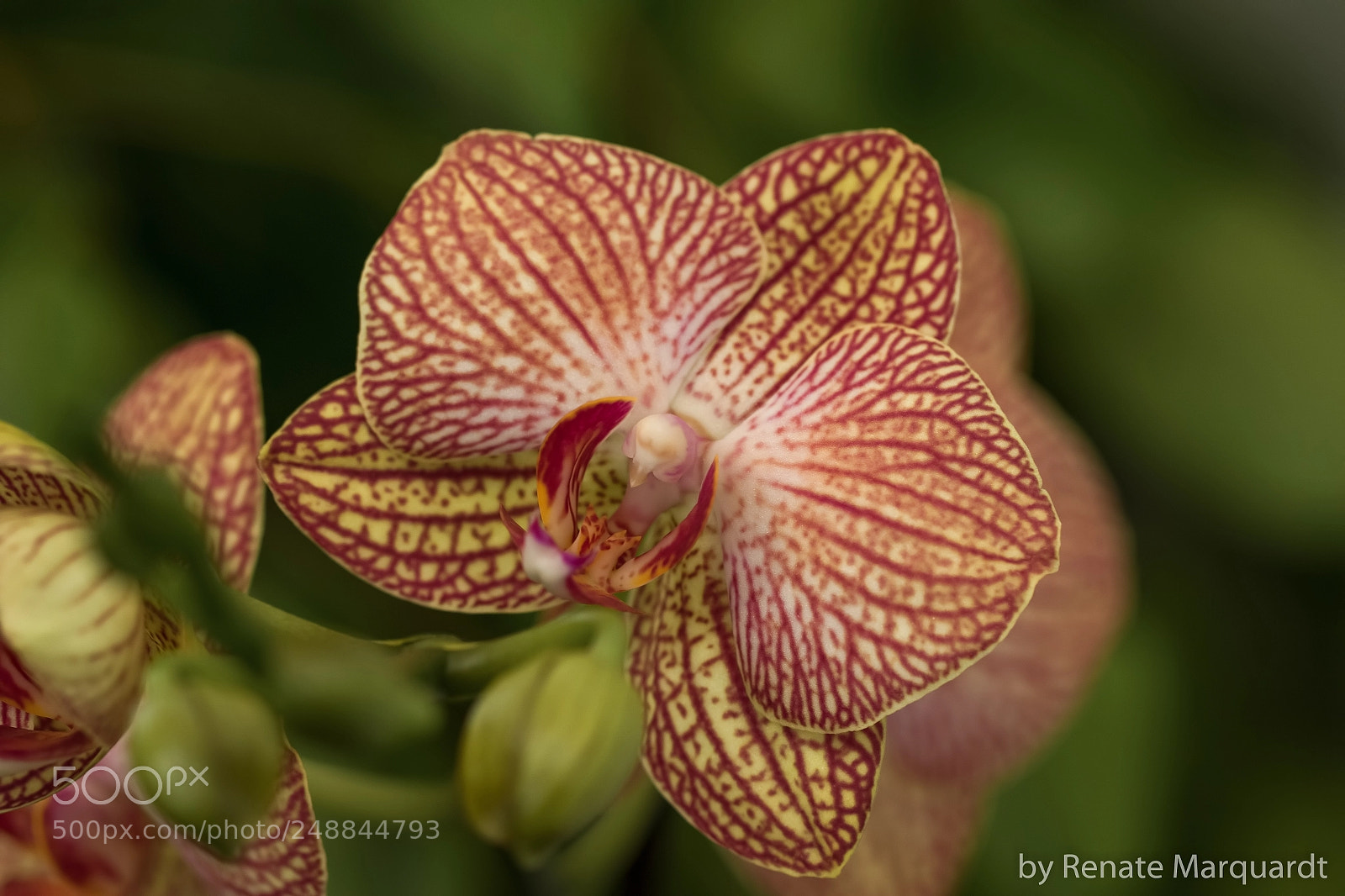 Canon EOS 7D Mark II sample photo. Orchideen..... photography
