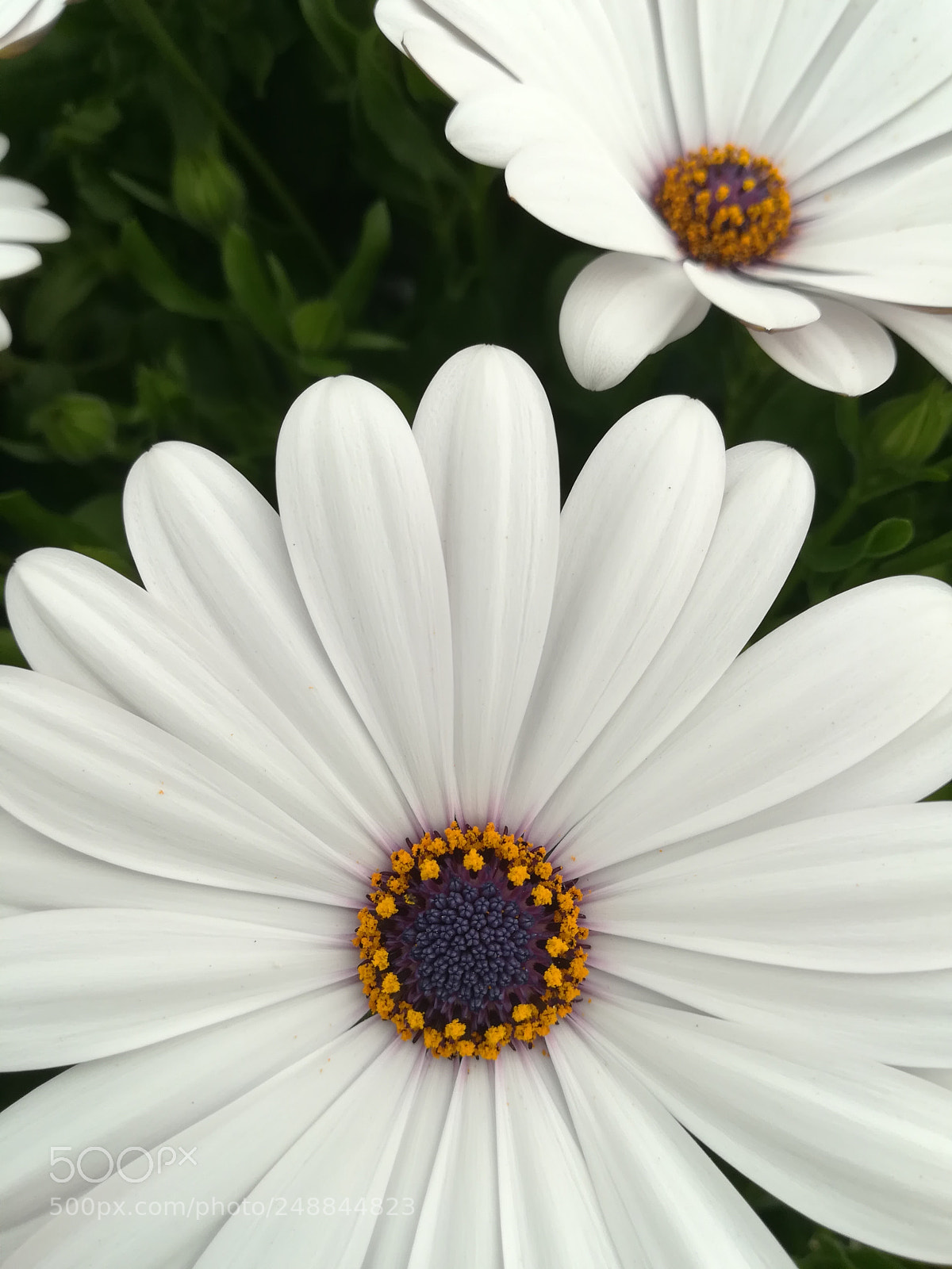 HUAWEI PRA-LX1 sample photo. Flor blanca photography