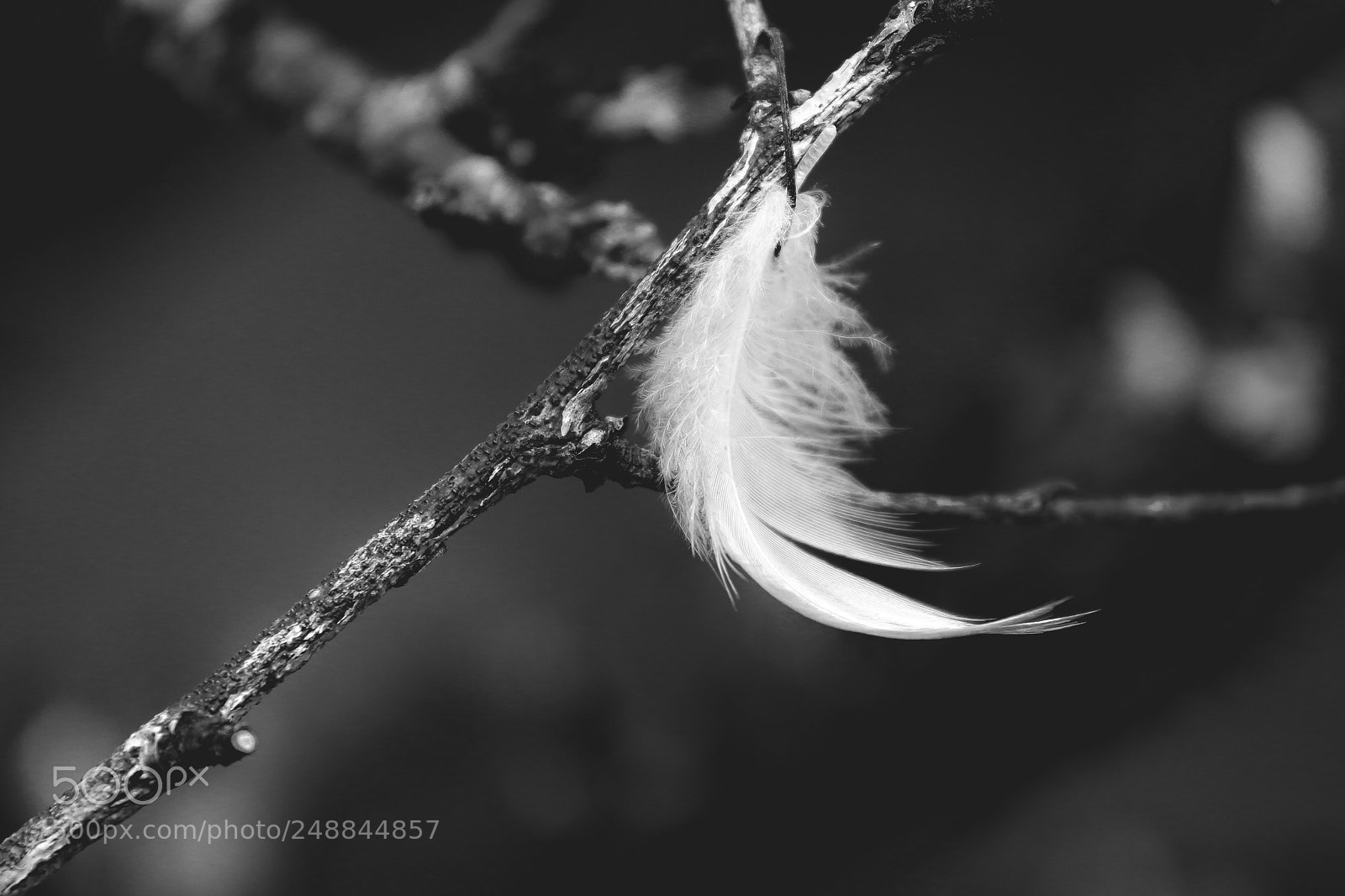 Canon EOS 650D (EOS Rebel T4i / EOS Kiss X6i) sample photo. Feather photography