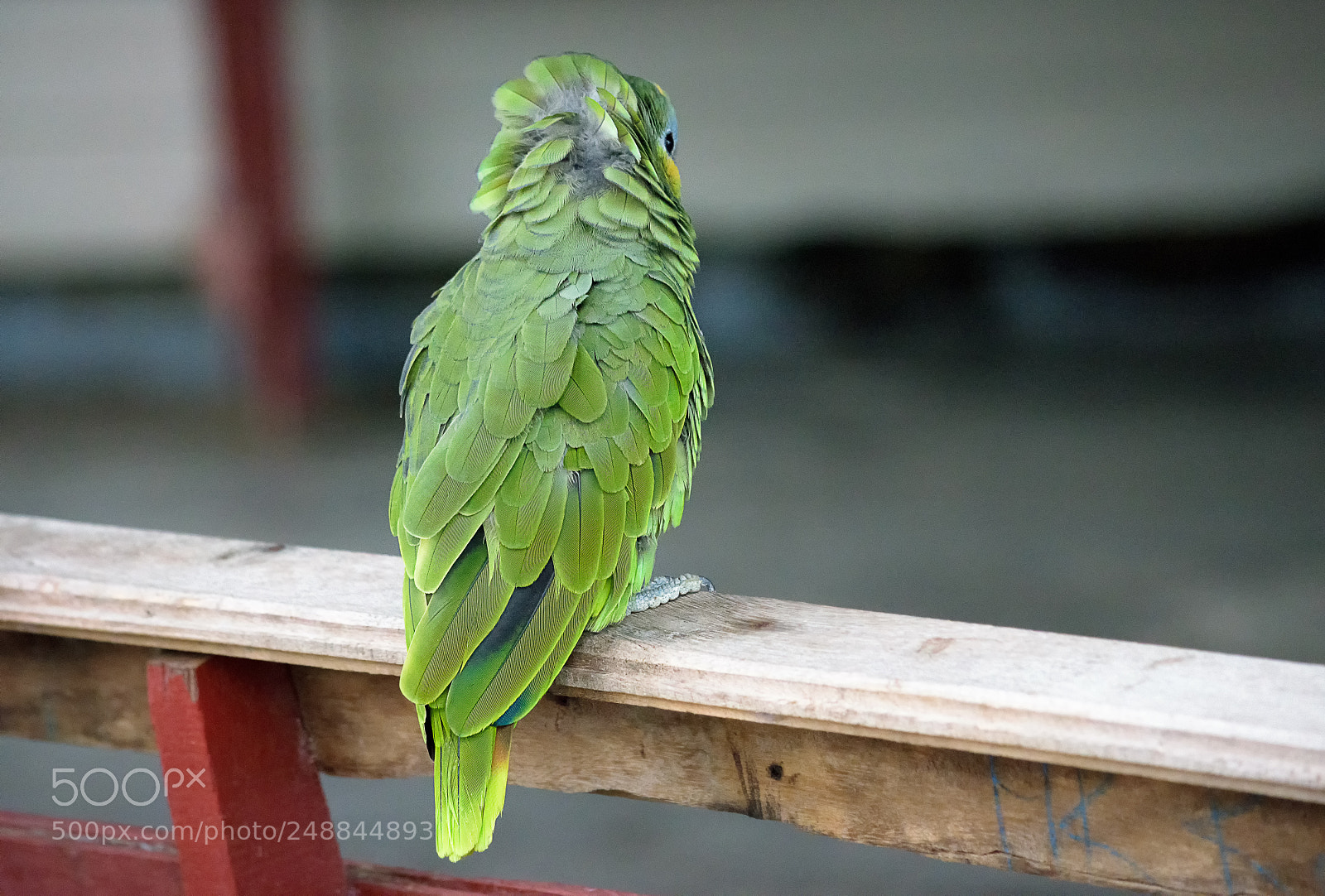 Nikon D3300 sample photo. Shy model photography