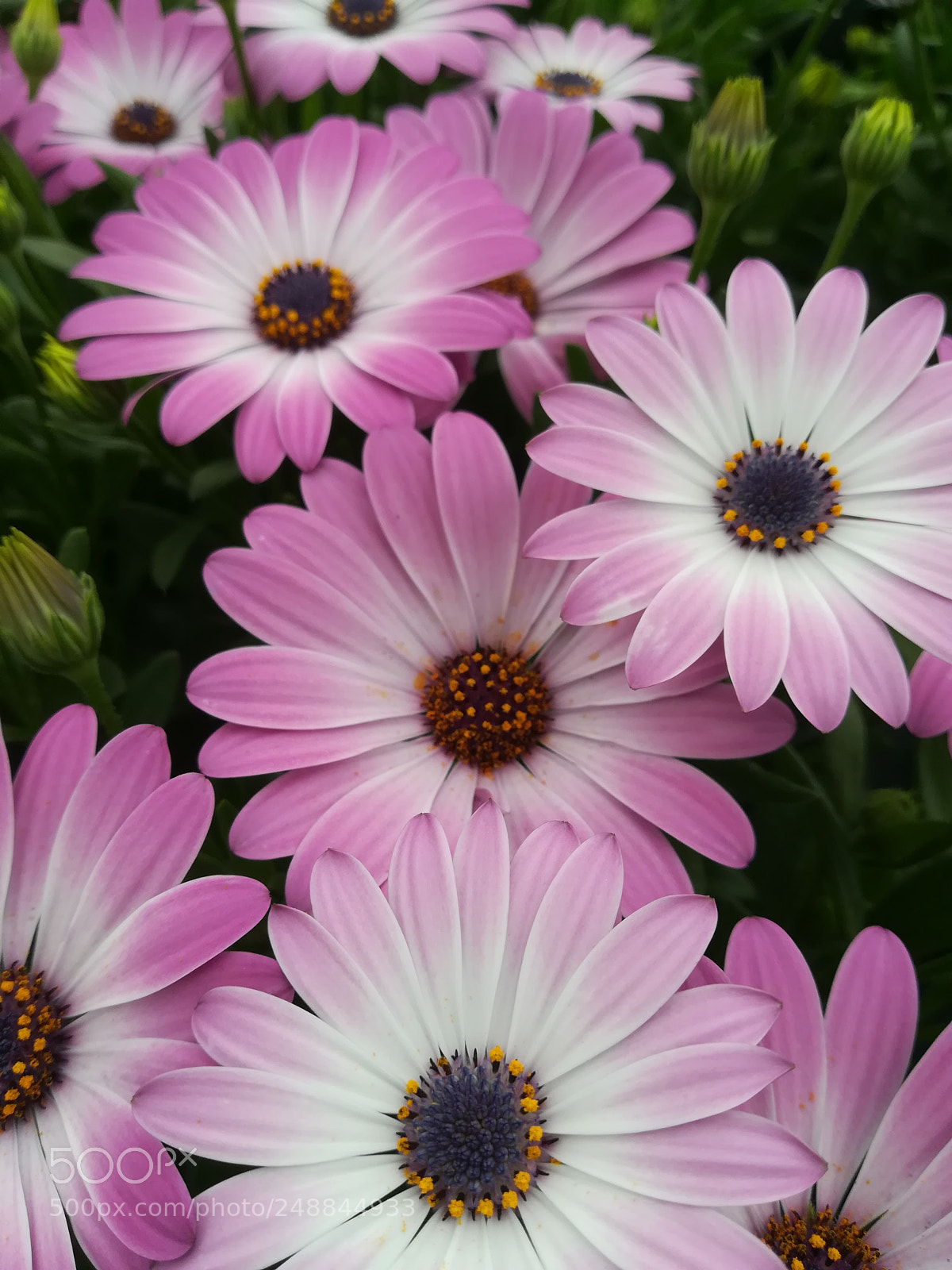 HUAWEI PRA-LX1 sample photo. Flores rosas photography