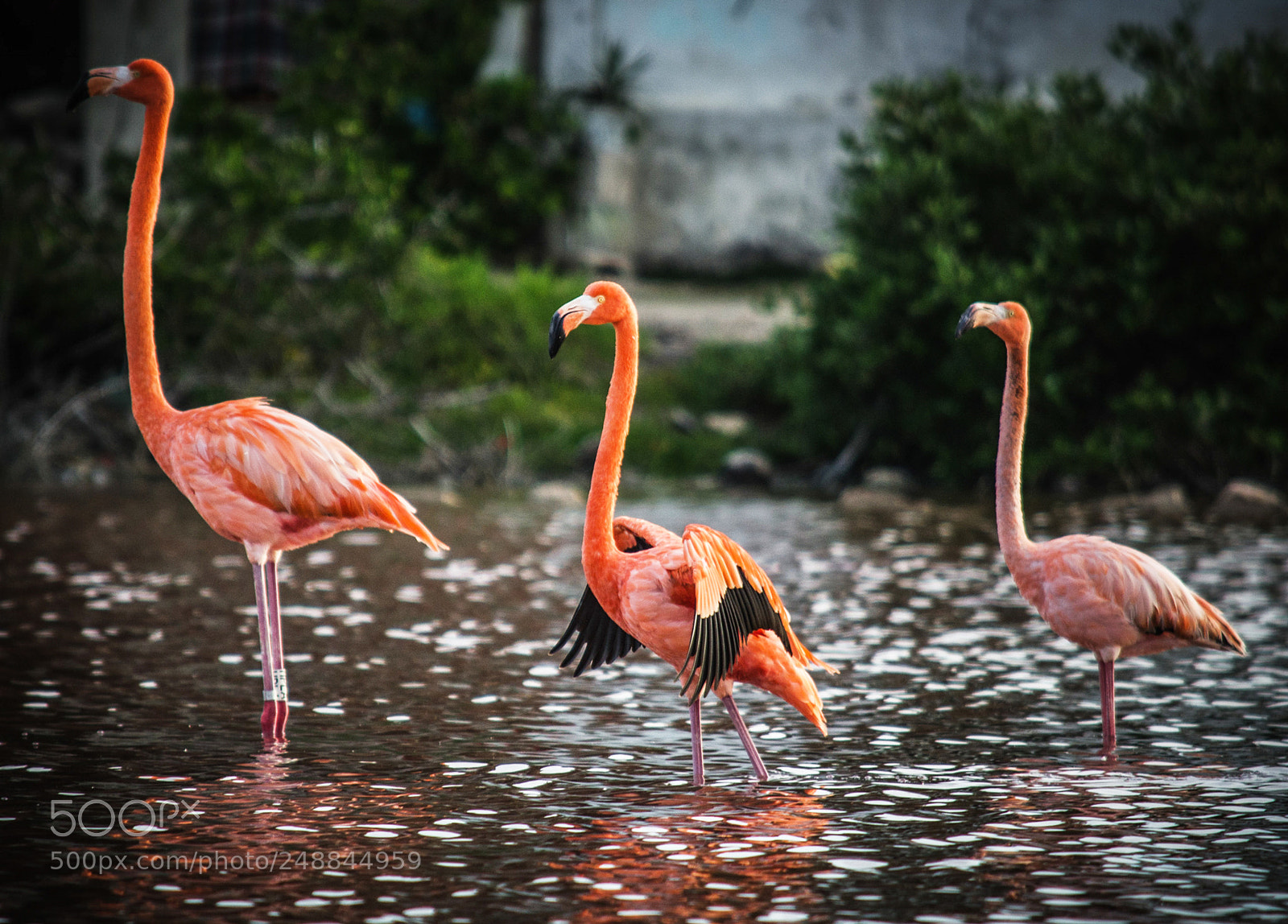 Nikon D5100 sample photo. Pr ncipe flamingo, yucat photography