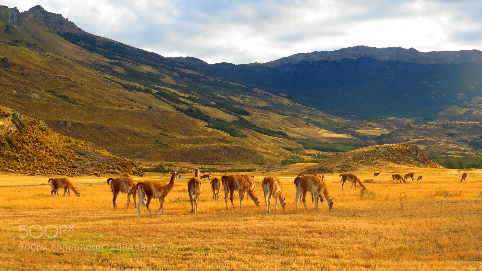 Canon PowerShot SX50 HS sample photo. Guanacos parque patagonia photography