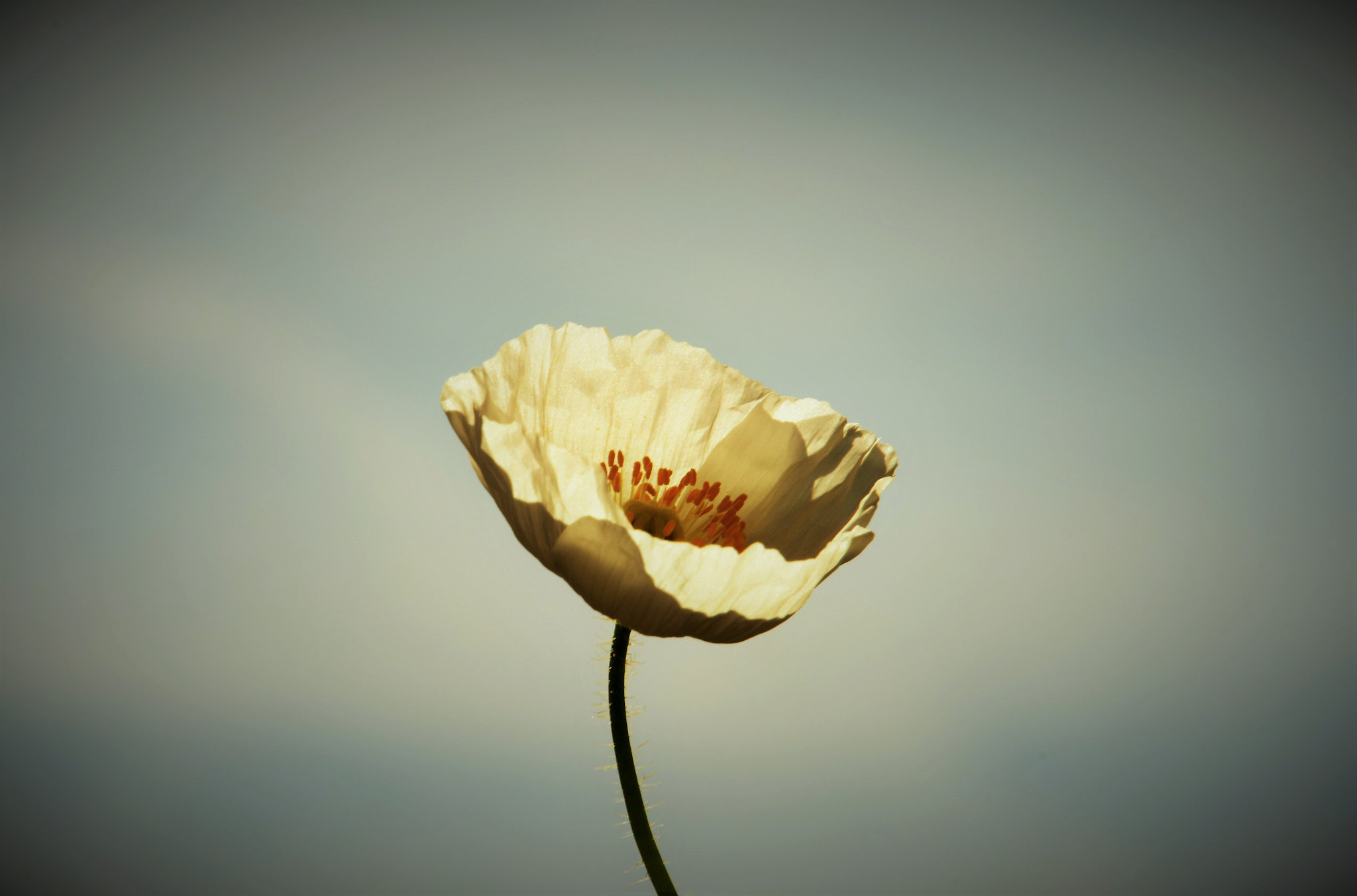 Nikon D500 sample photo. Midsummer beauty photography