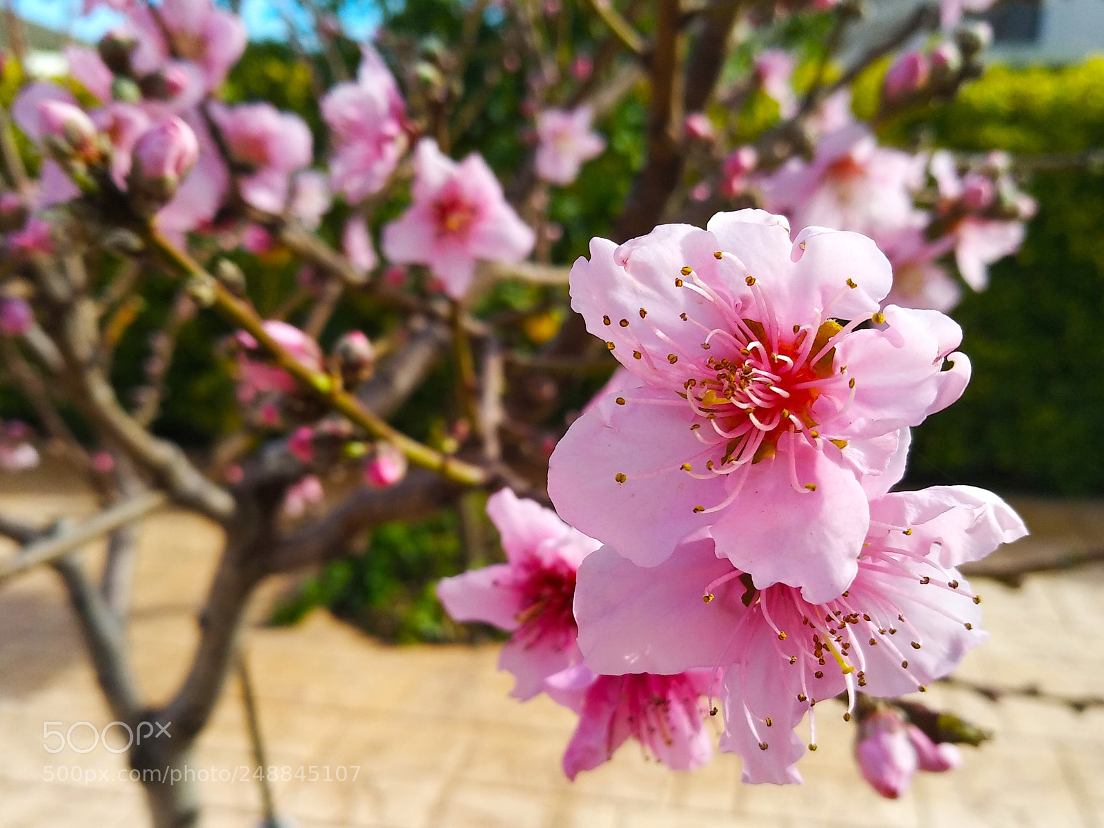 Xiaomi MI MAX 2 sample photo. Spring in rose photography