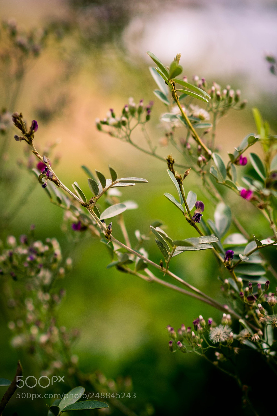 Fujifilm X-E1 sample photo. Flowers photography