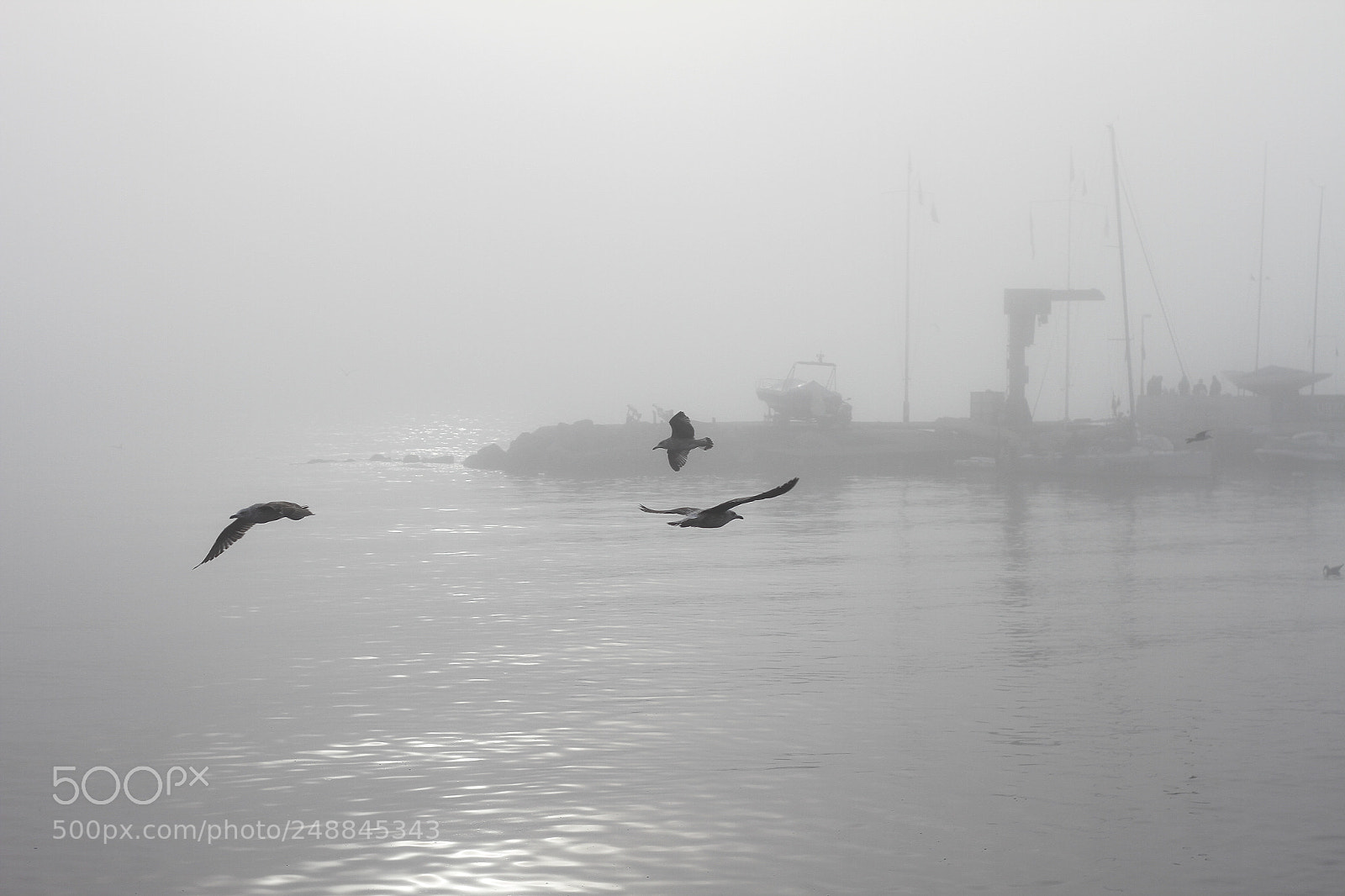Canon EOS 7D + Canon EF 50mm F1.8 II sample photo. Free flight photography
