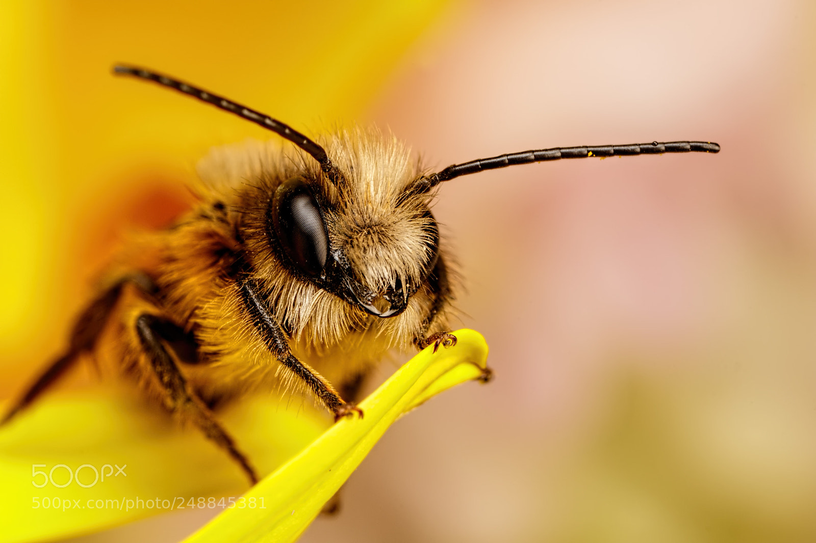Canon EOS 80D sample photo. Red mason bee i photography