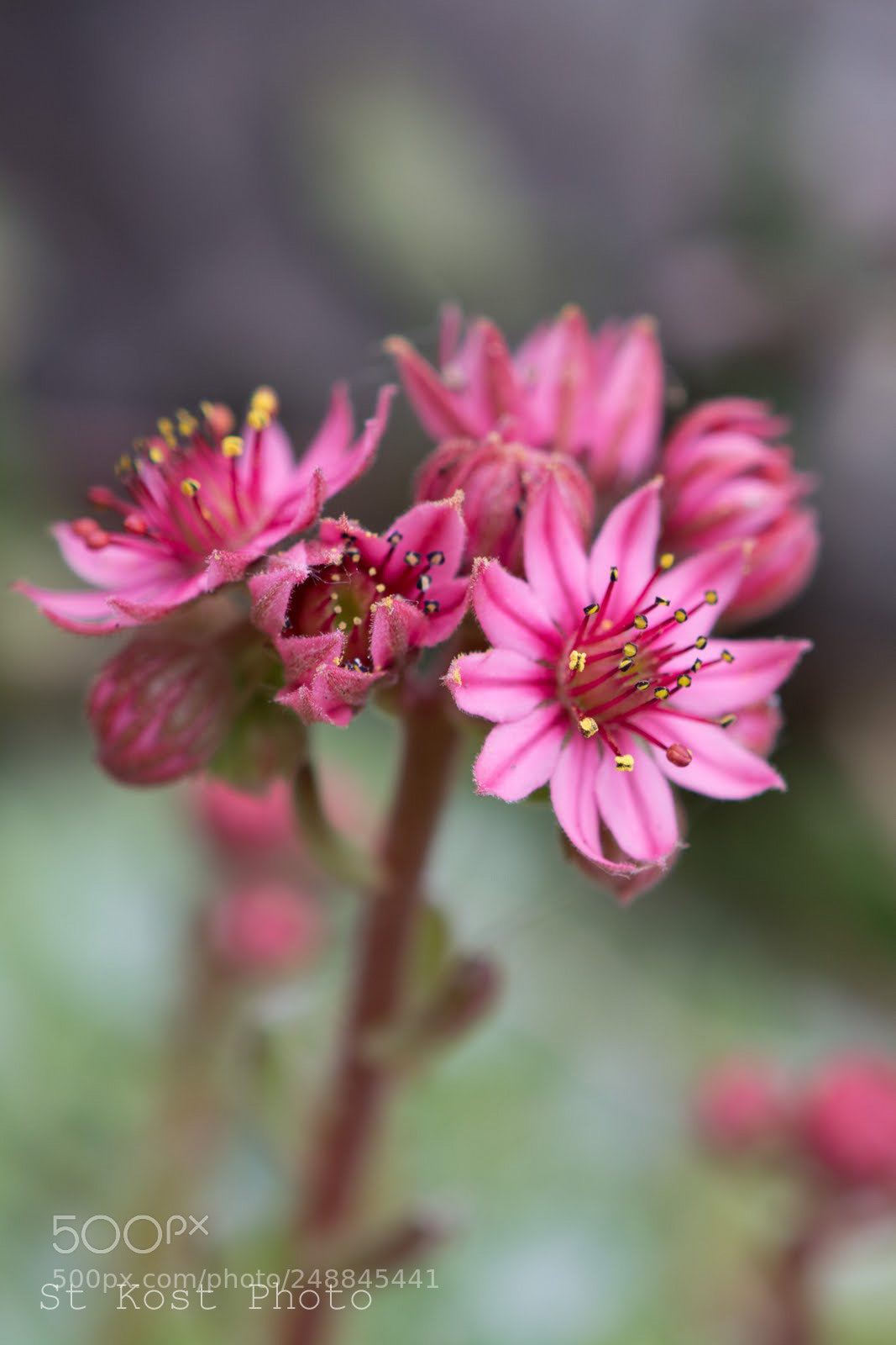 Nikon D5200 sample photo. Sharp pink photography