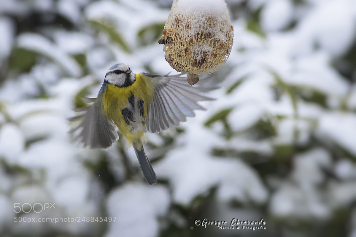 Canon EOS 7D Mark II sample photo. Cinciarella (cyanistes caeruleus) photography
