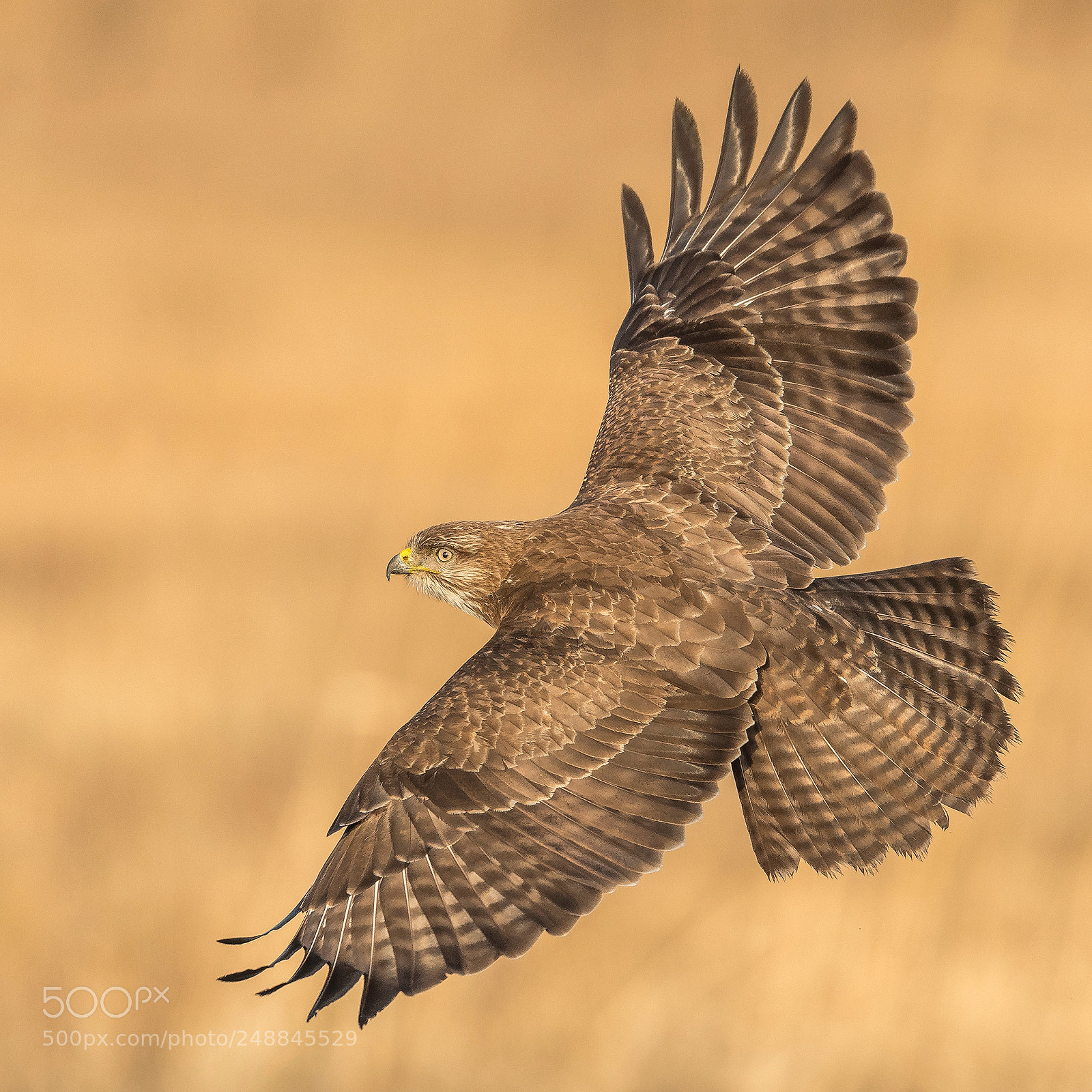 Nikon D500 sample photo. Buzzard's backside photography