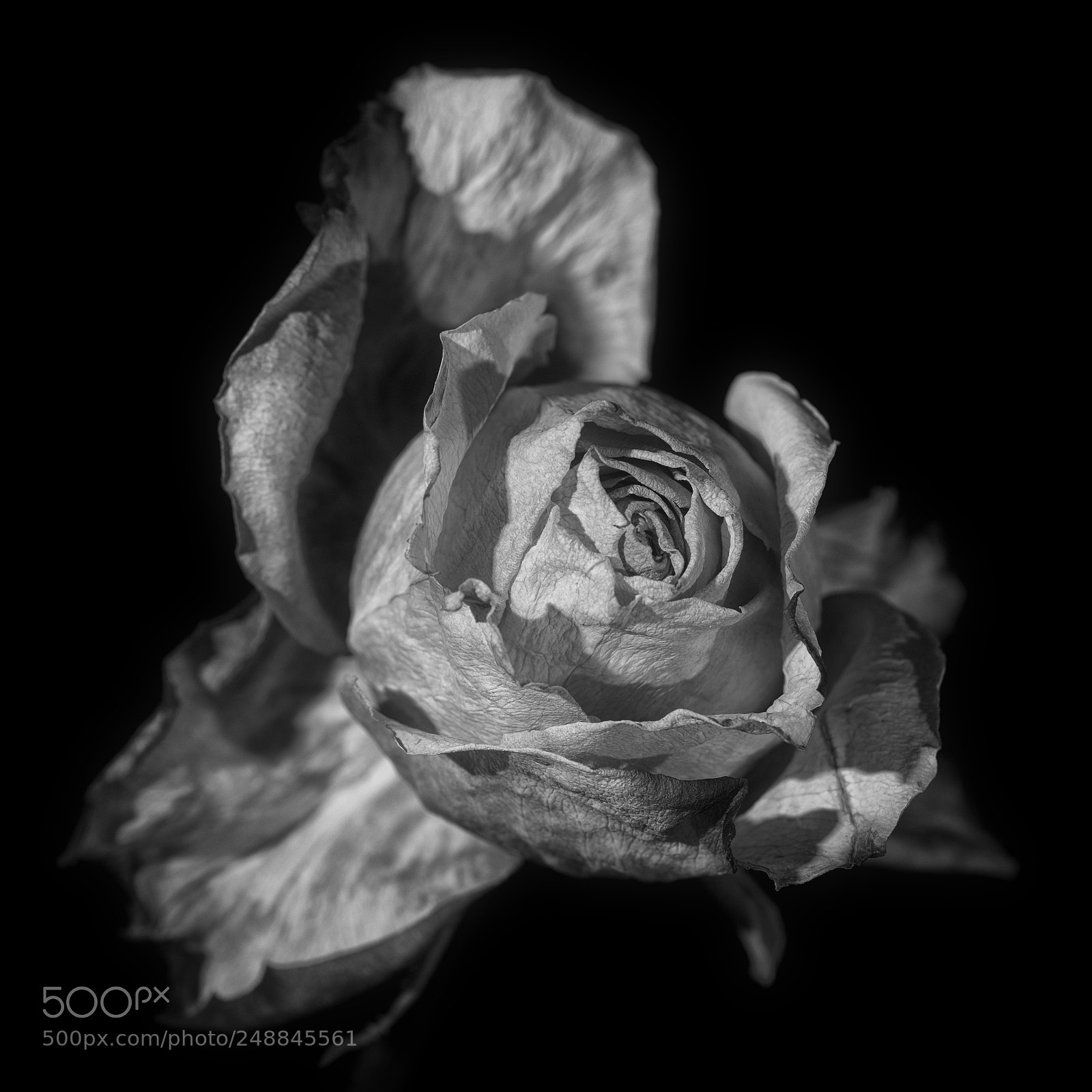 Pentax K-1 sample photo. Withered rose photography