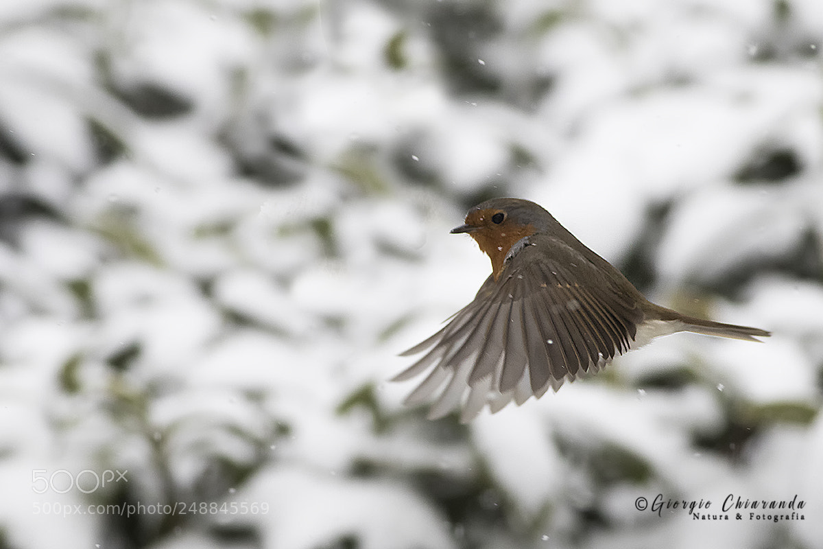 Canon EOS 7D Mark II sample photo. Pettirosso () photography