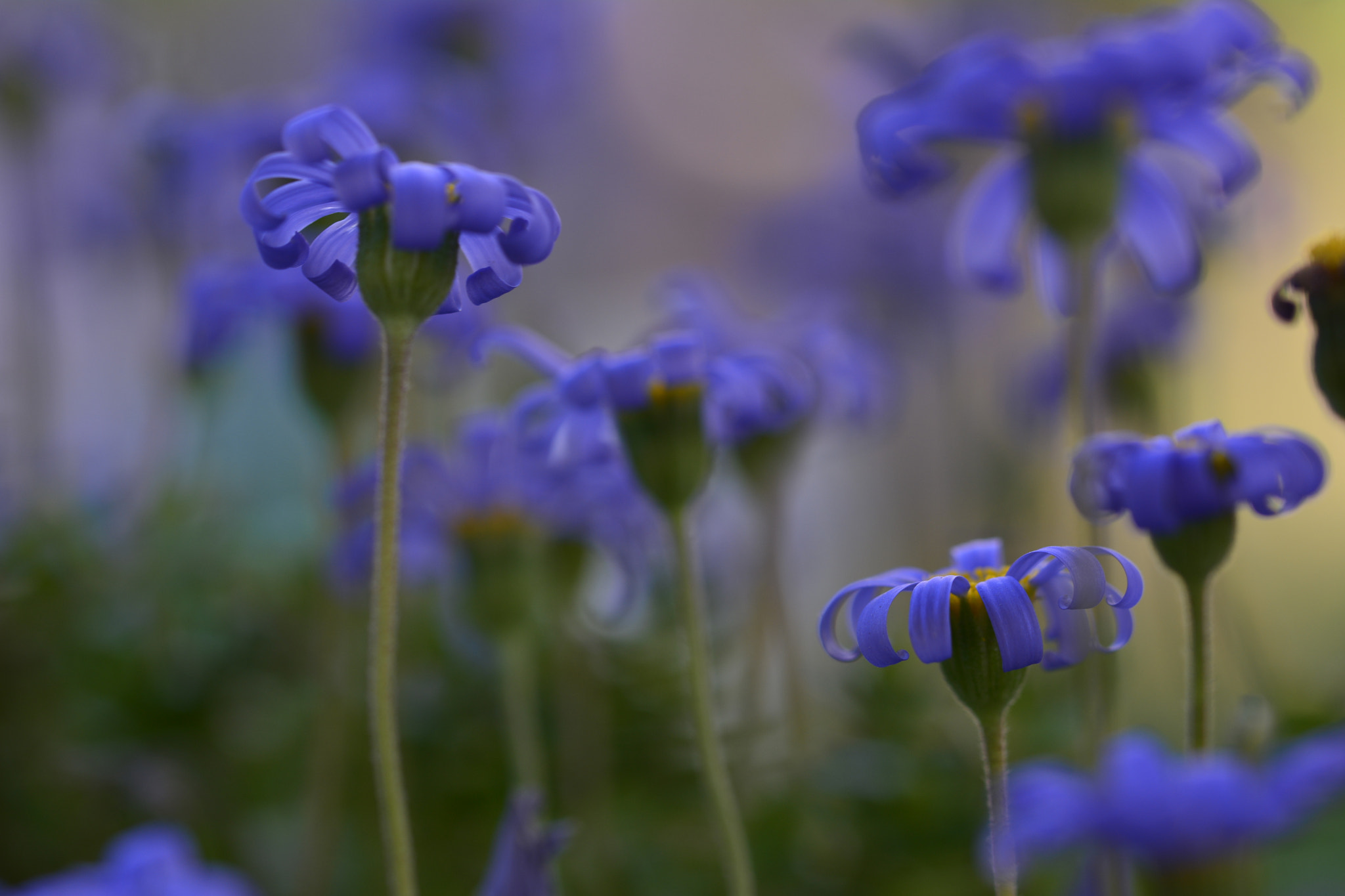 Nikon D7100 sample photo. Blue flowers photography