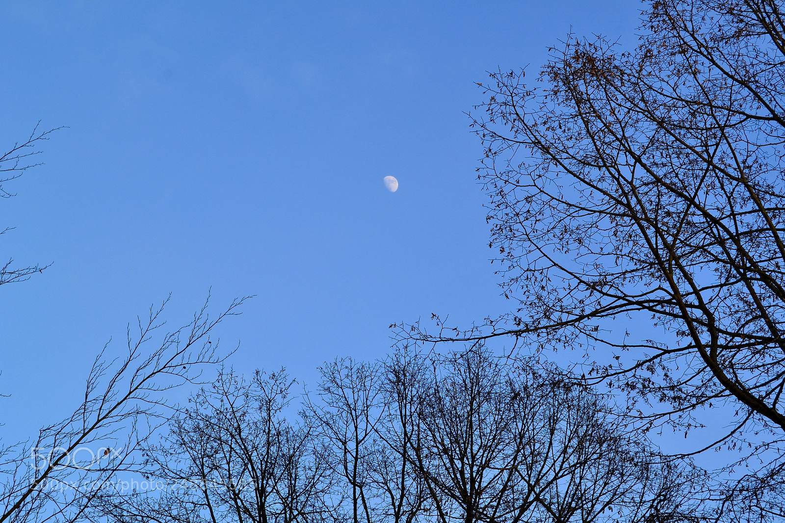 Nikon D3100 sample photo. Mond photography