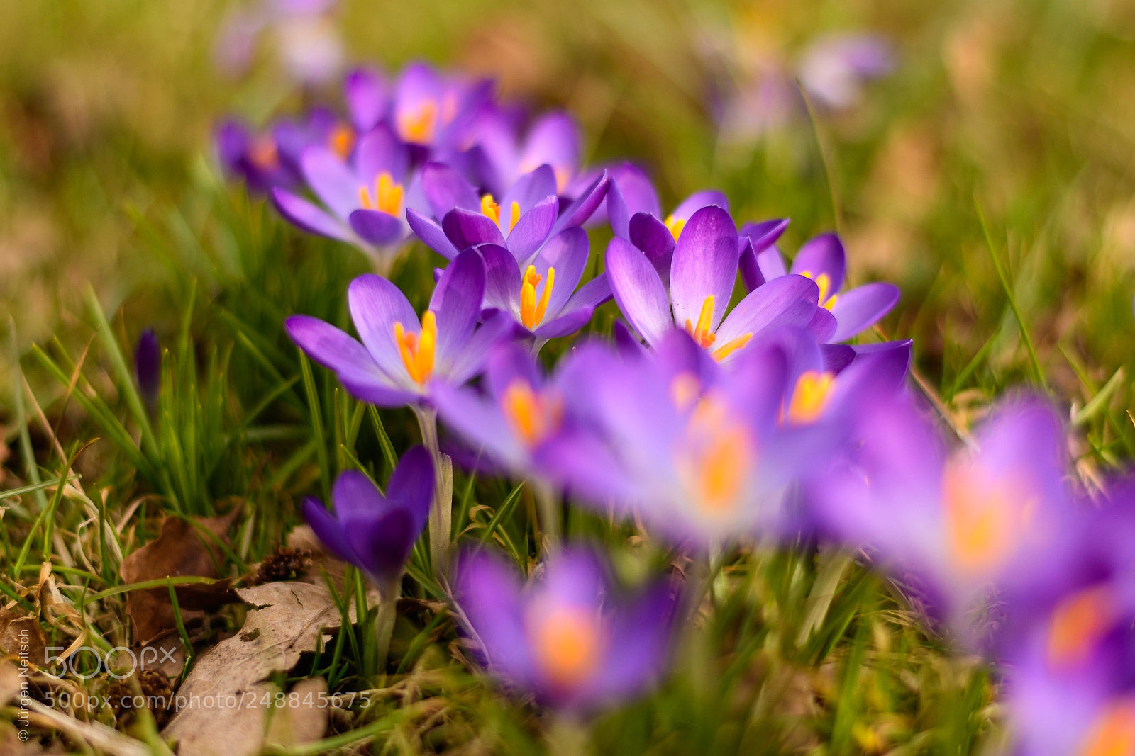 Nikon D500 sample photo. Spring is coming photography