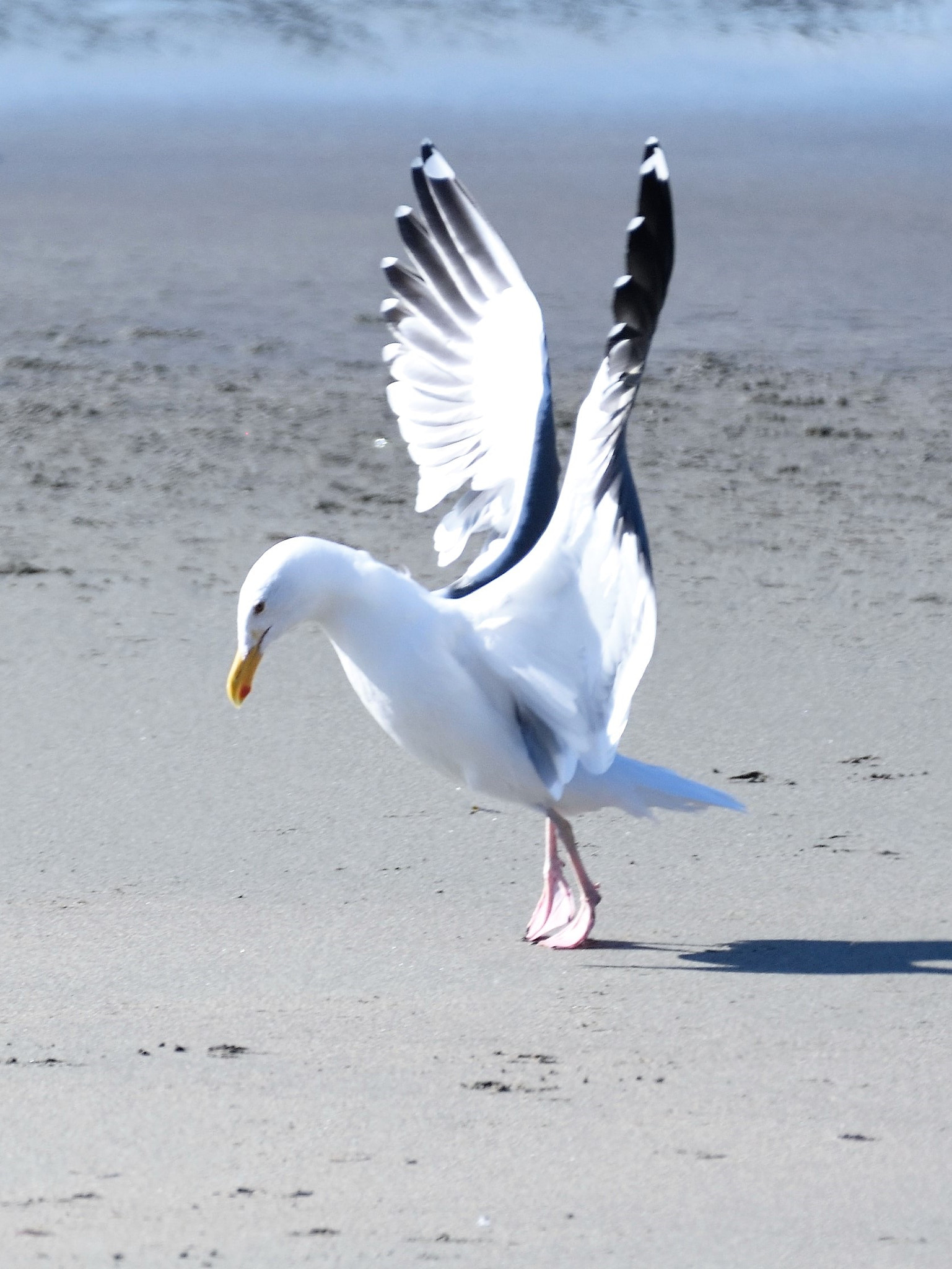 Nikon AF-S Nikkor 200-500mm F5.6E ED VR sample photo. Share day() photography