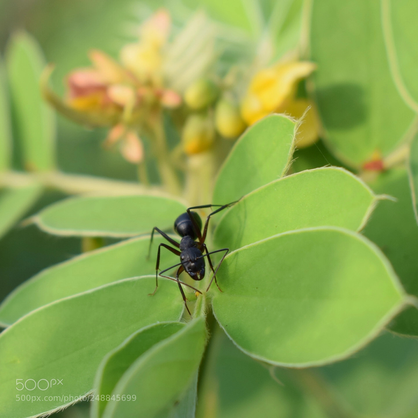Nikon D5300 sample photo. Macro! fire ant 2. photography
