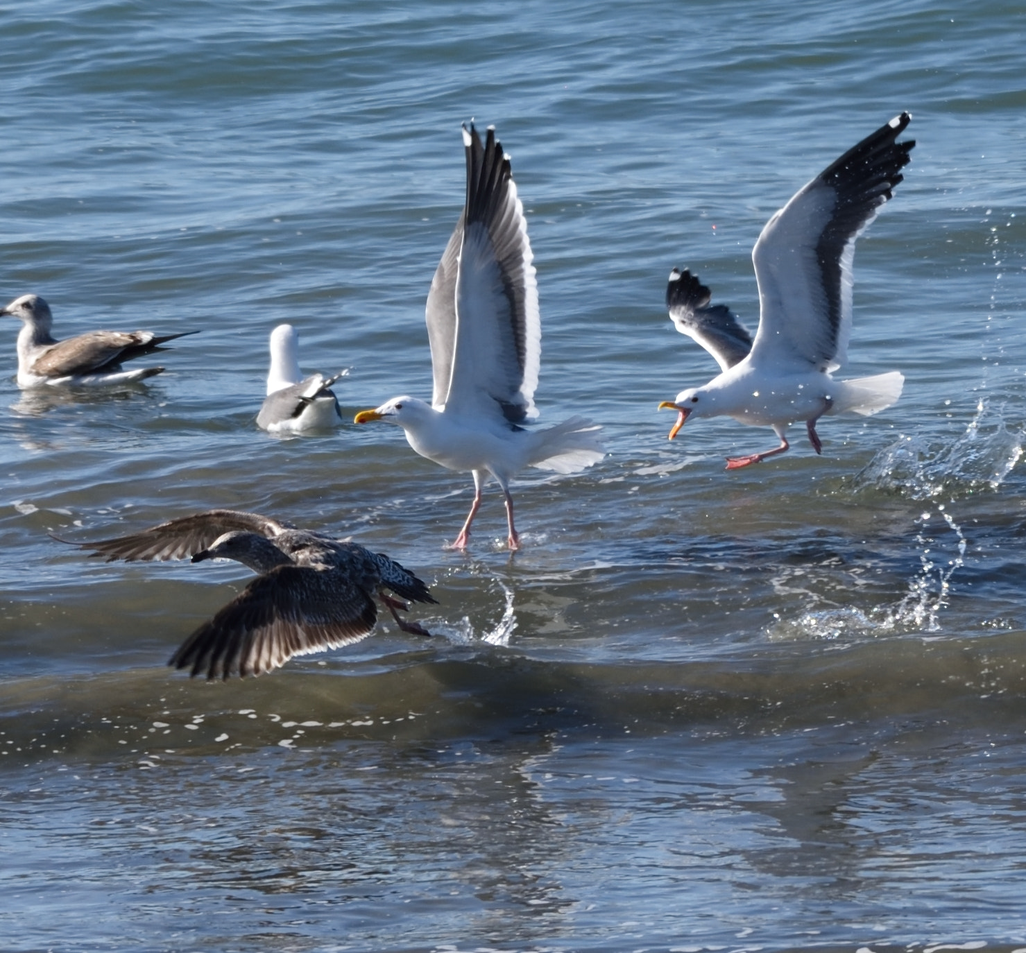 Nikon AF-S Nikkor 200-500mm F5.6E ED VR sample photo. Share day() photography