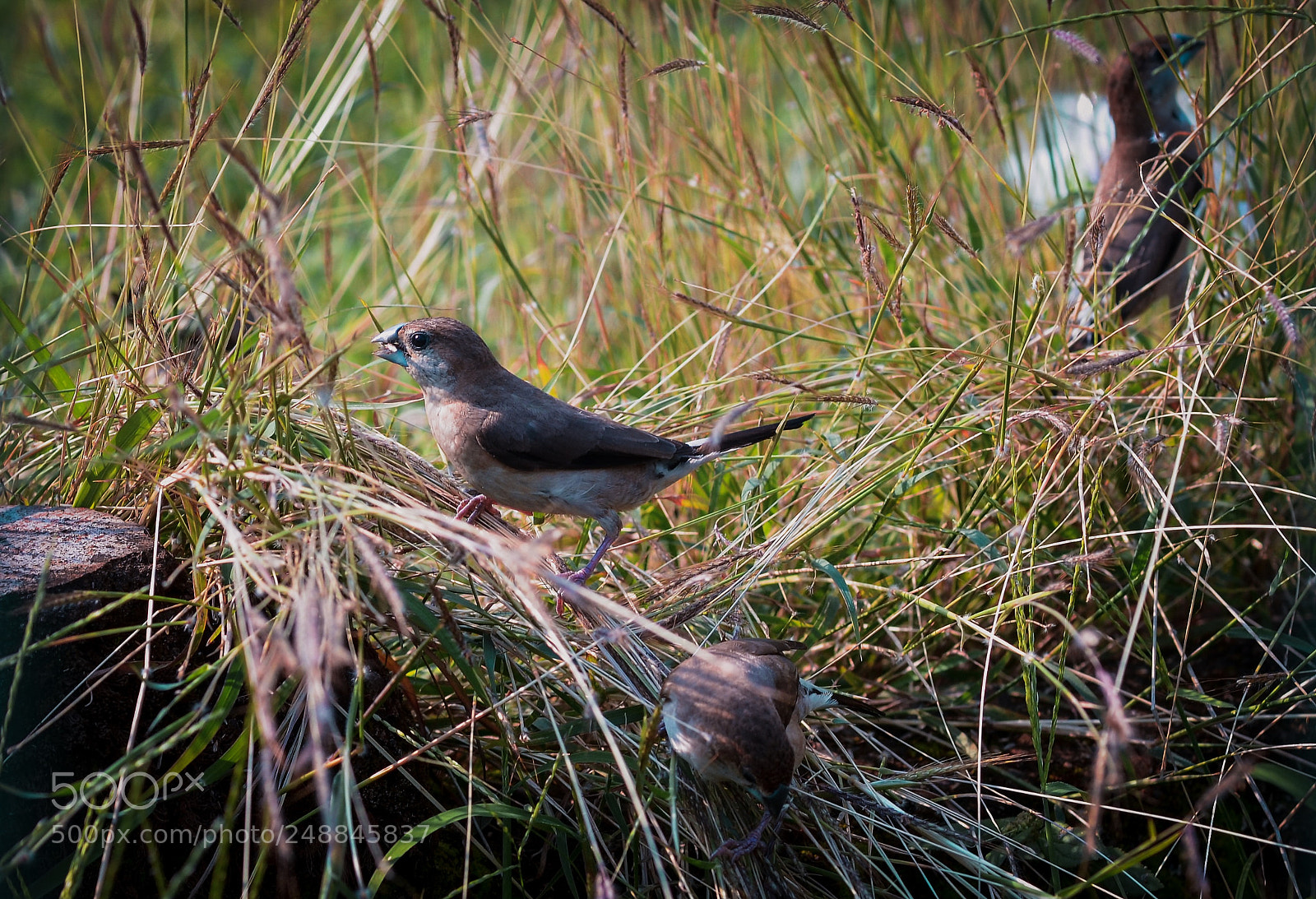 Nikon D5100 sample photo. Birds photography