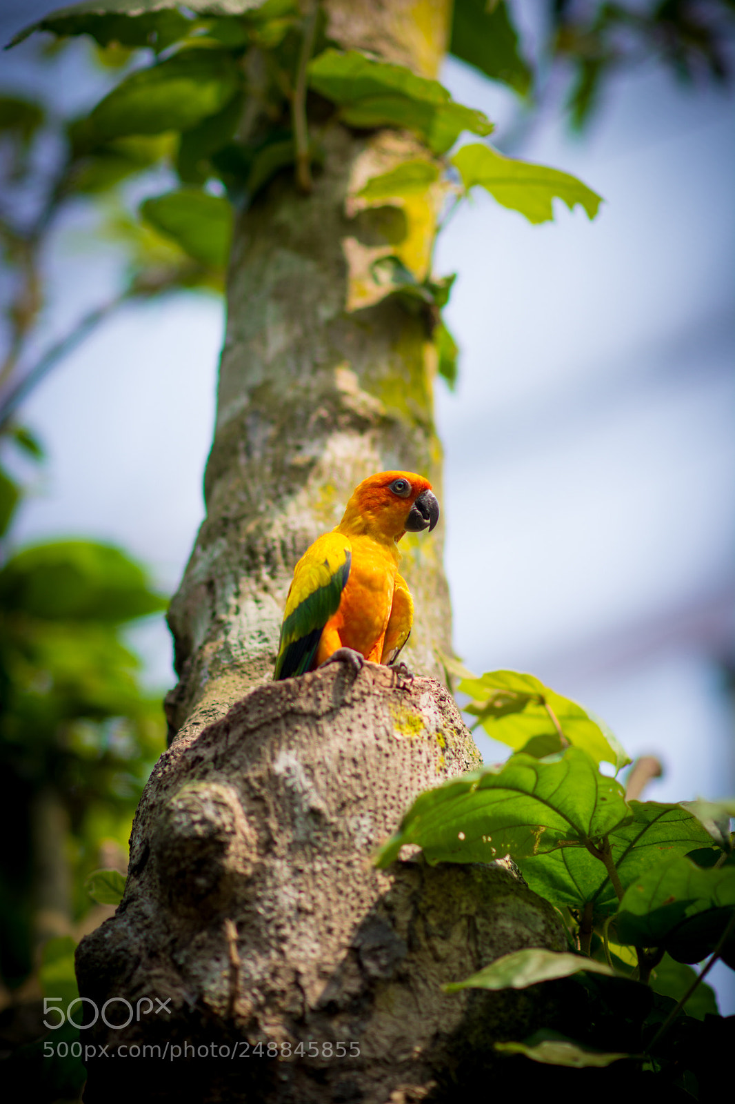 Nikon D7100 sample photo. The colorful one photography