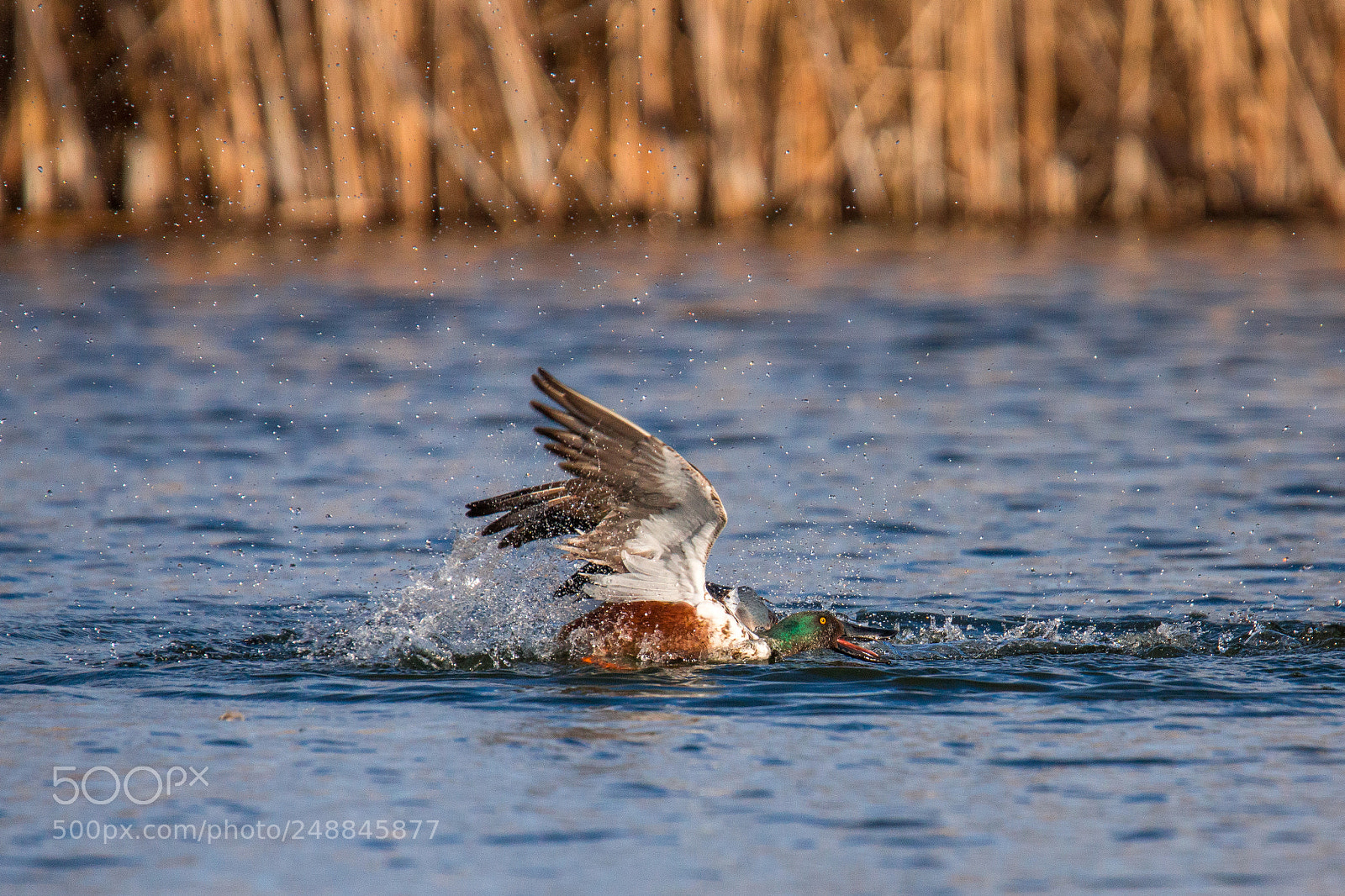 Sony SLT-A77 sample photo. Northern shoveler photography