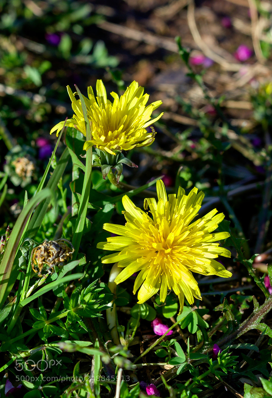 Pentax K-5 sample photo. Pretty weed photography