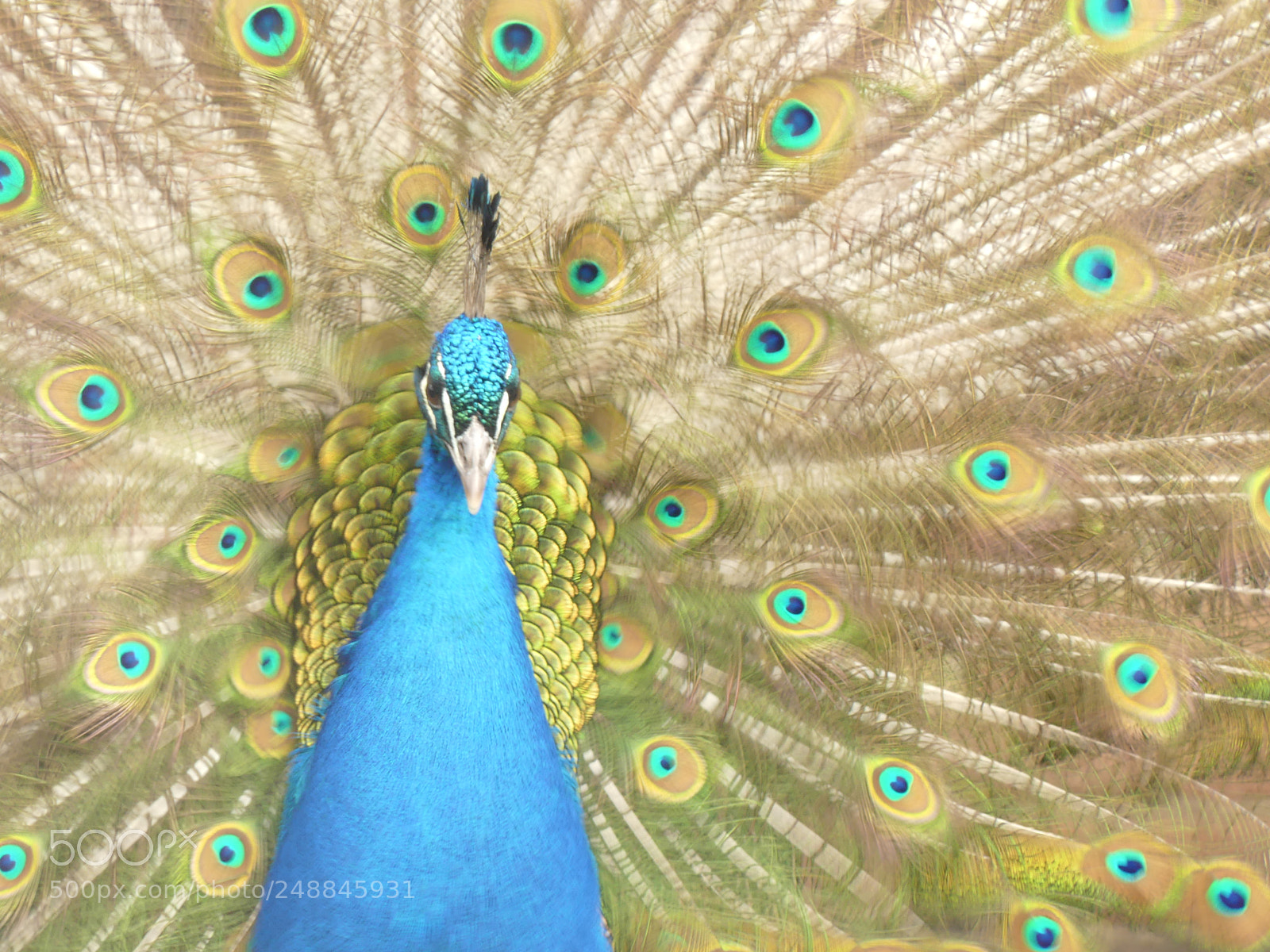 Panasonic Lumix DMC-FZ300 sample photo. Dancing feathers photography