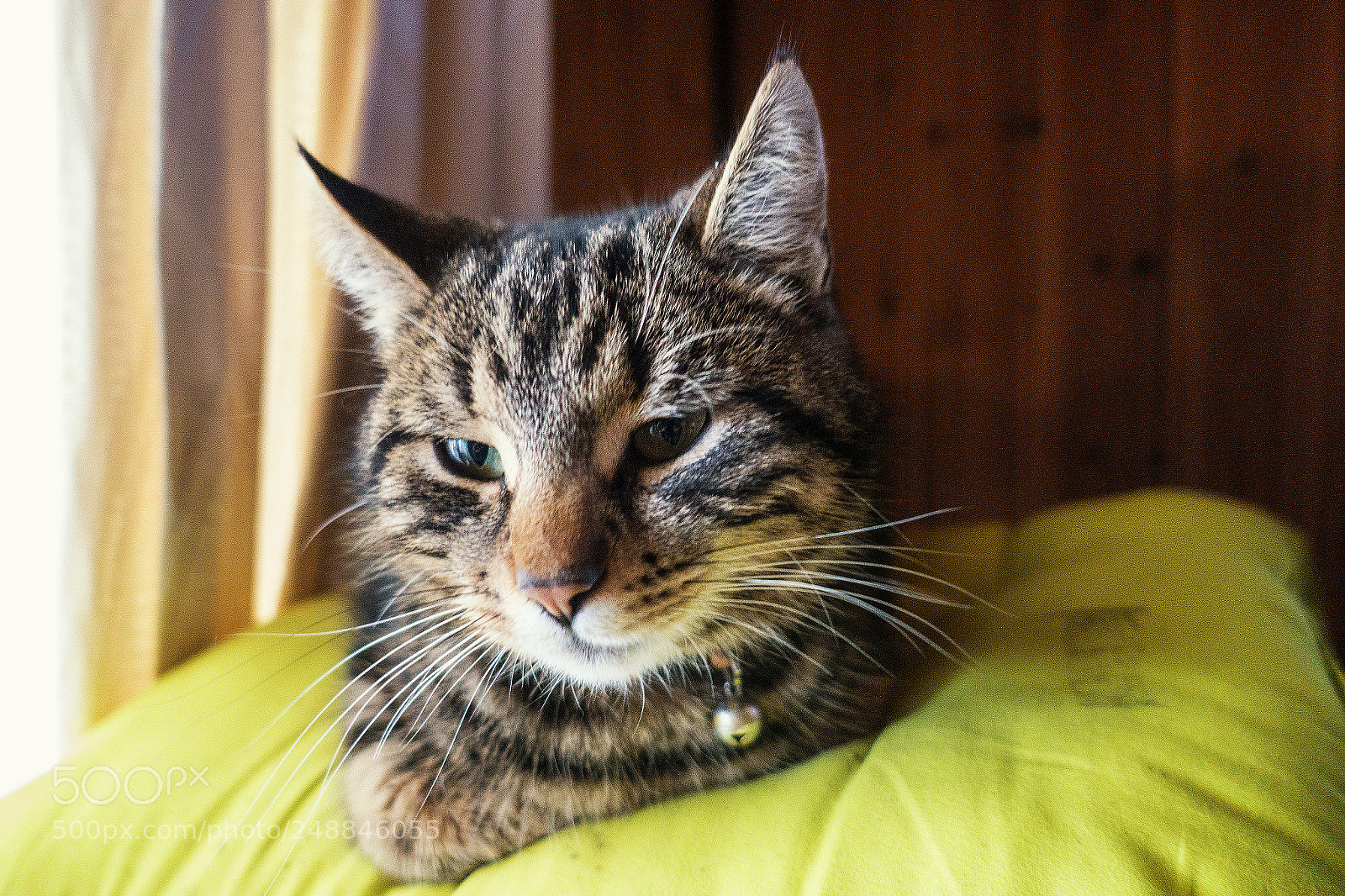 Sony Cyber-shot DSC-RX100 III sample photo. Kiwi photography
