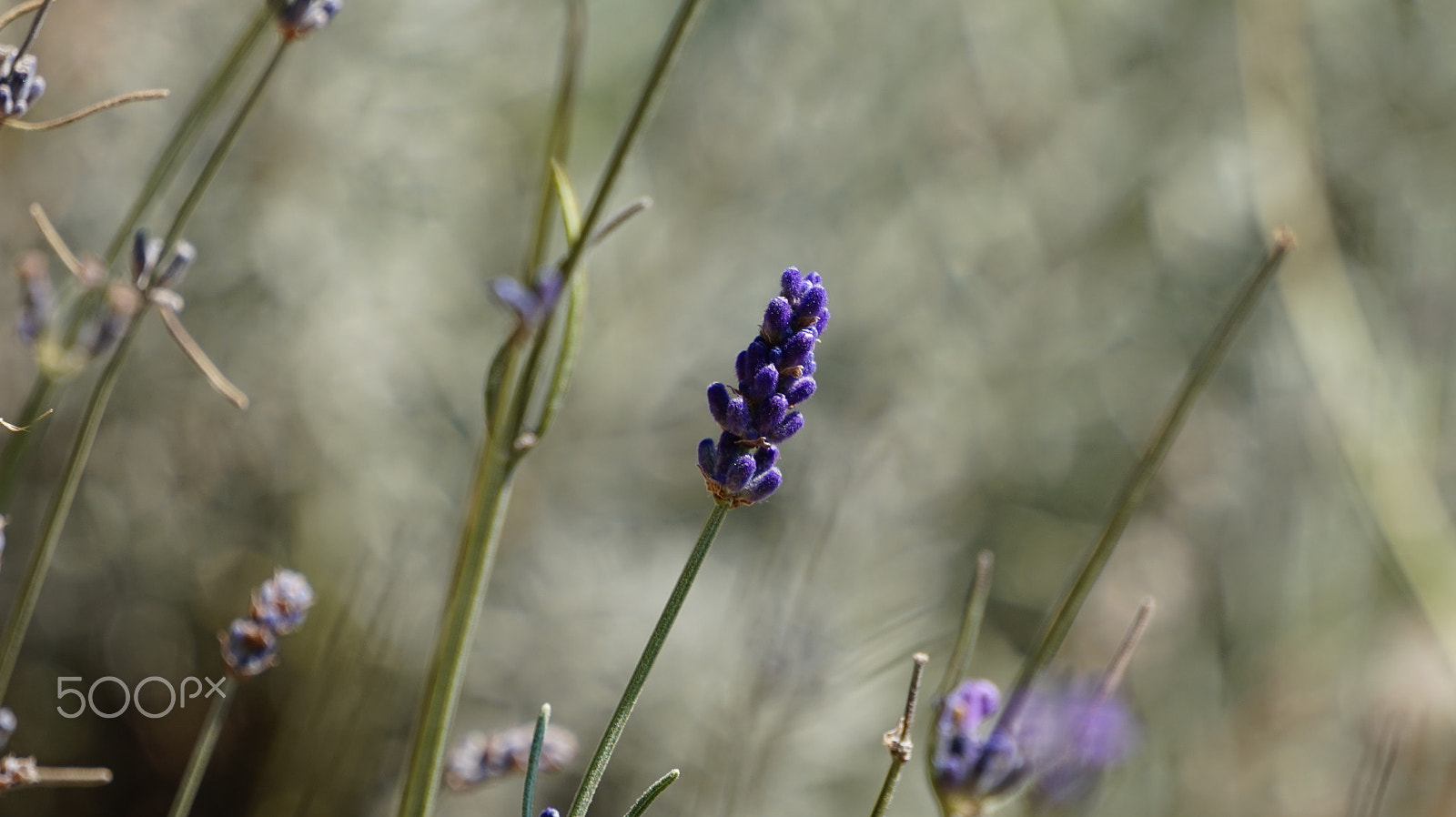Sony E 55-210mm F4.5-6.3 OSS sample photo. Lavender photography