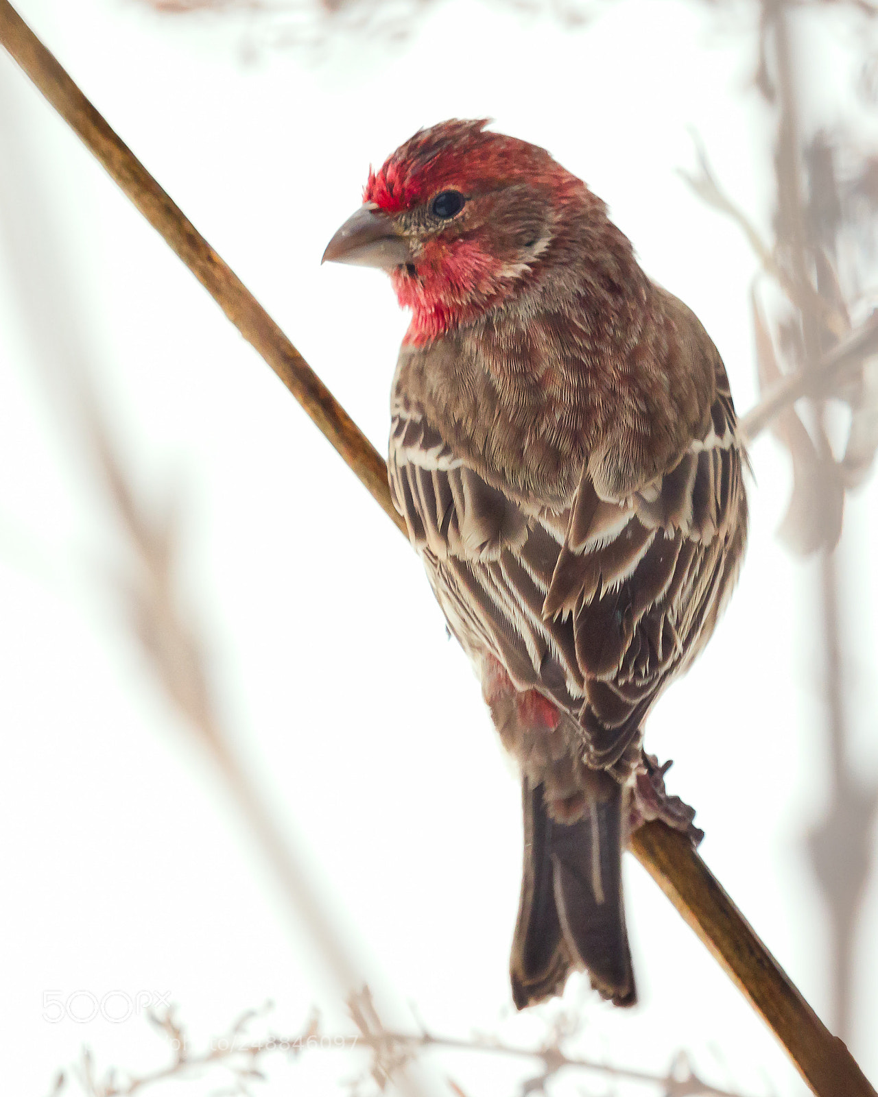 Canon EOS 7D Mark II sample photo. House finch in winter photography
