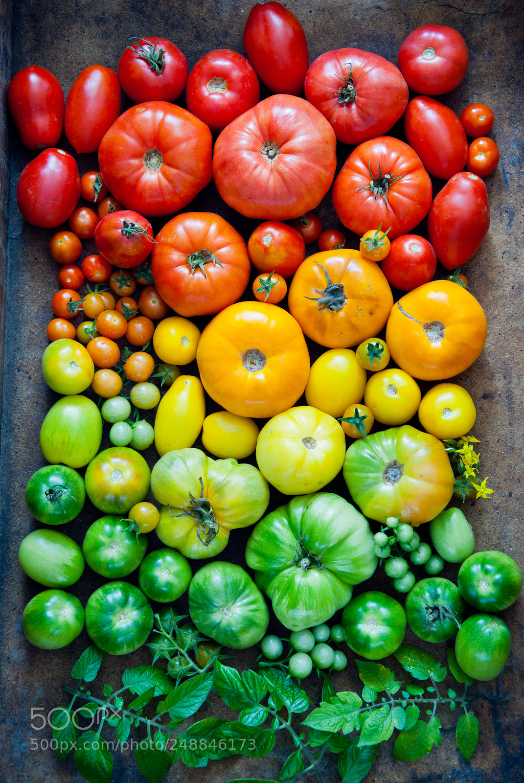 Nikon D3000 sample photo. Fresh organic tomatoes photography
