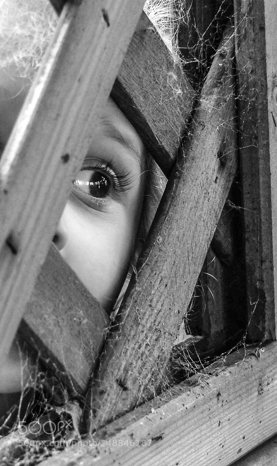 Nikon D80 sample photo. I spy spiders photography