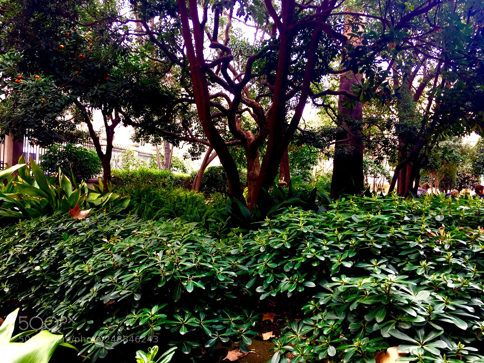 Apple iPhone 6 sample photo. Jardins palau robert photography