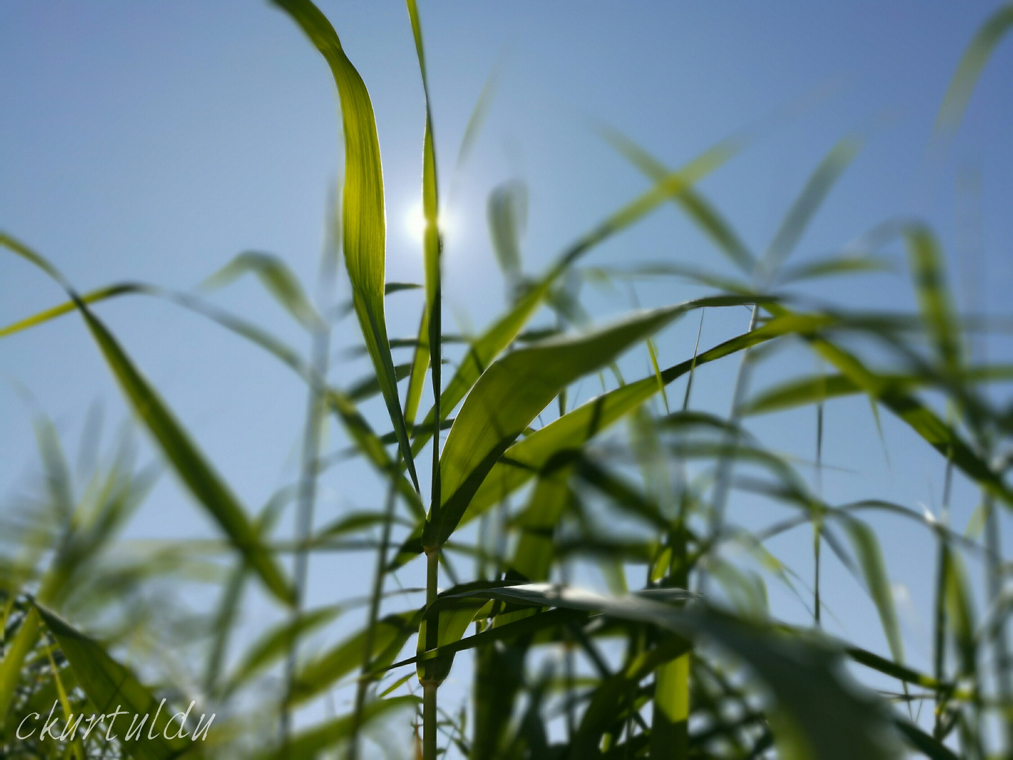 HUAWEI GR5 2017 sample photo. Grass photography