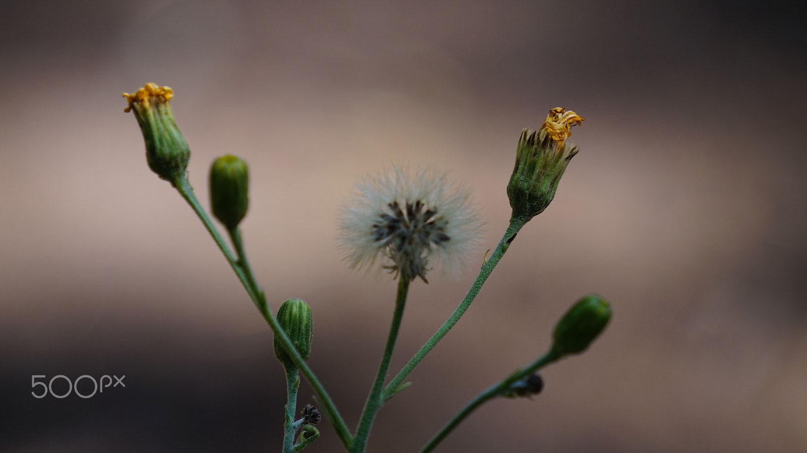 Sony E 55-210mm F4.5-6.3 OSS sample photo. Flower photography