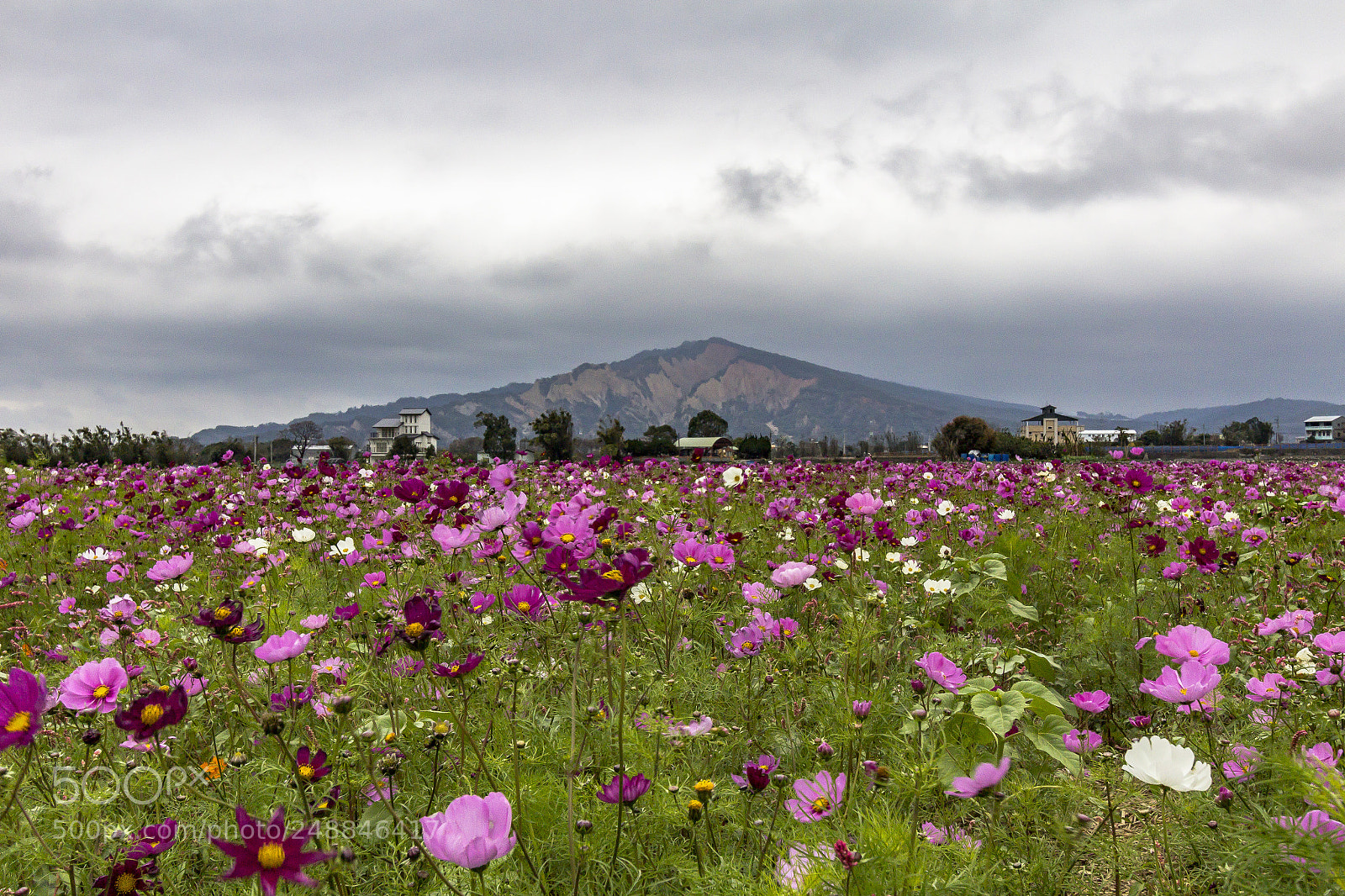 Canon EOS 60D sample photo. Stormy floral carpet photography