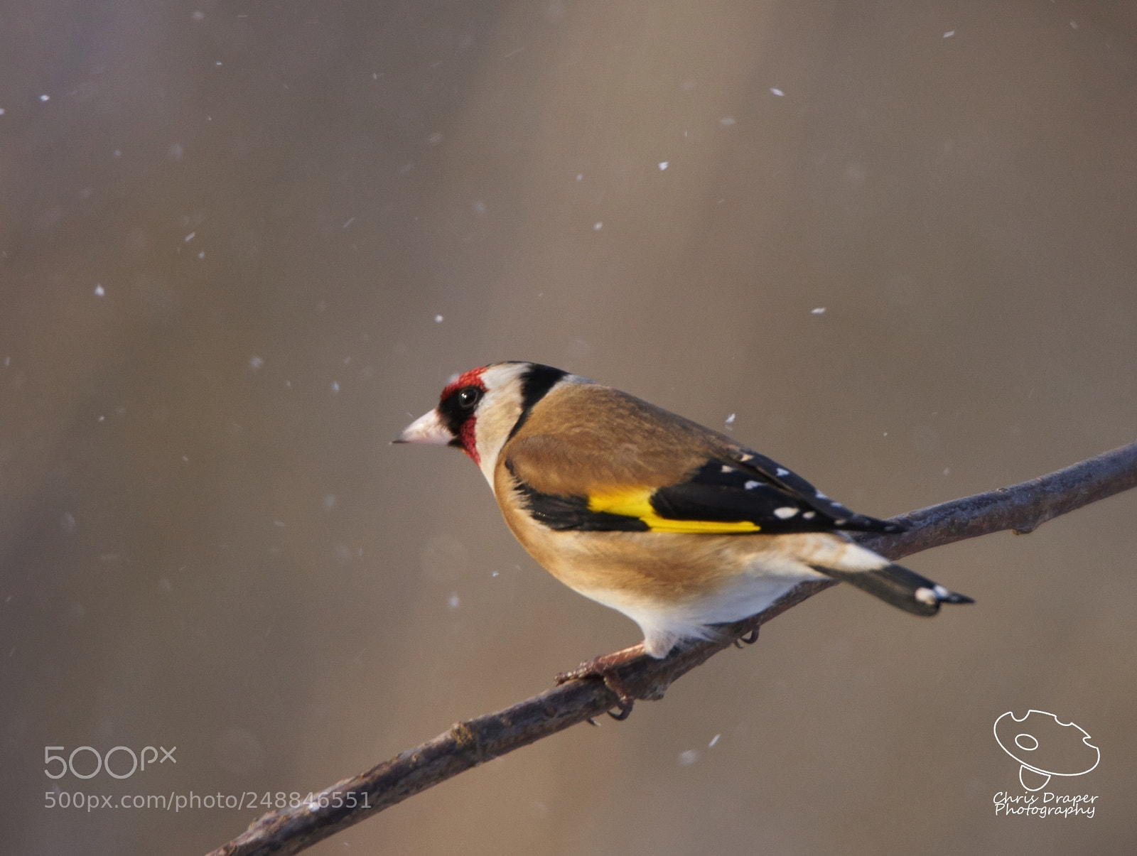 Sony ILCA-77M2 sample photo. Goldfinch photography