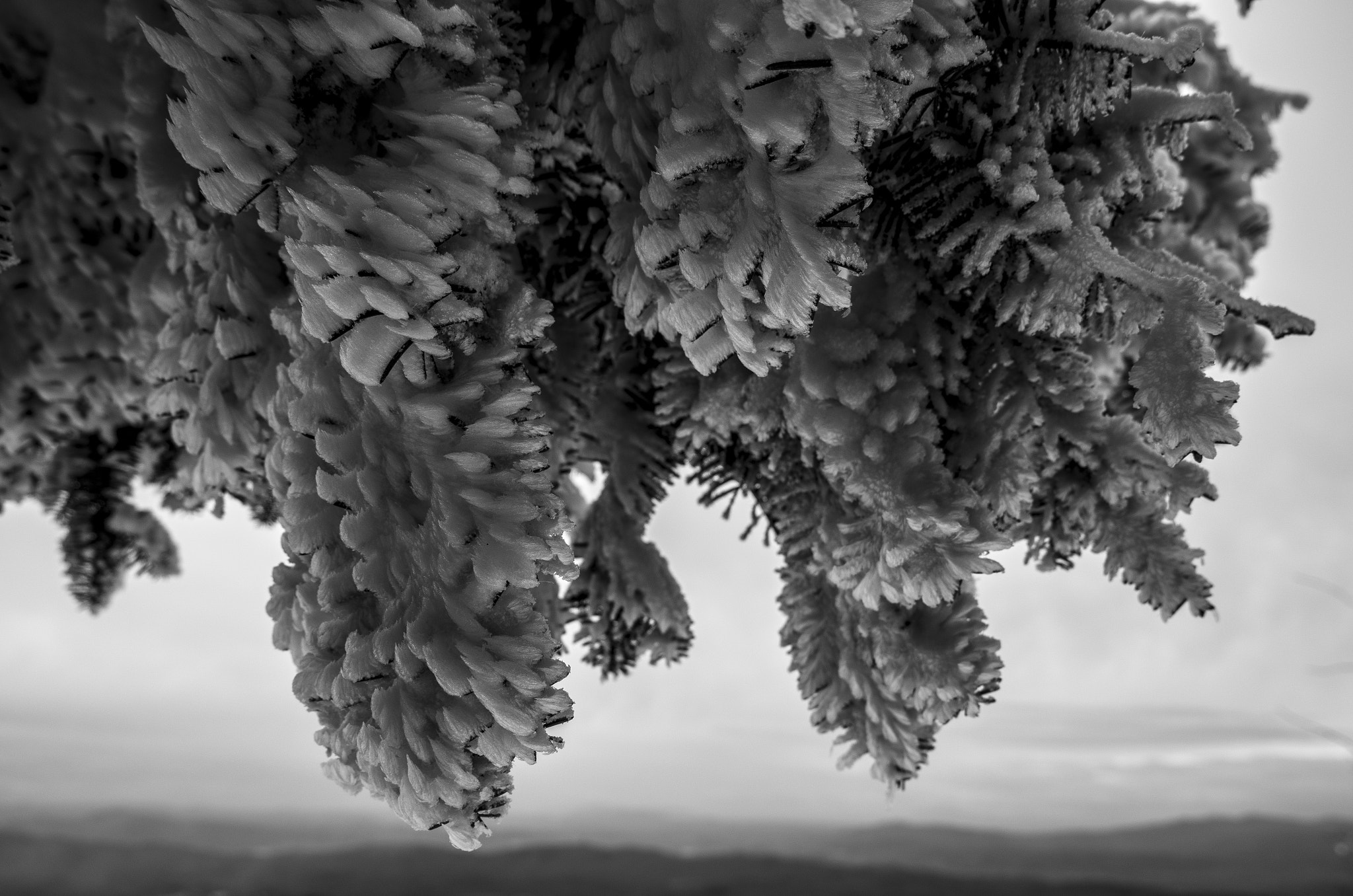 Leica X Vario sample photo. Snow and wind photography