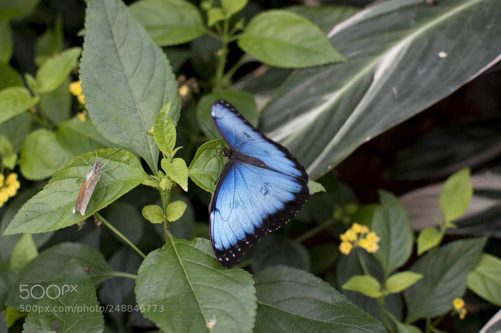 Nikon D3200 sample photo. Resting blue morpho photography