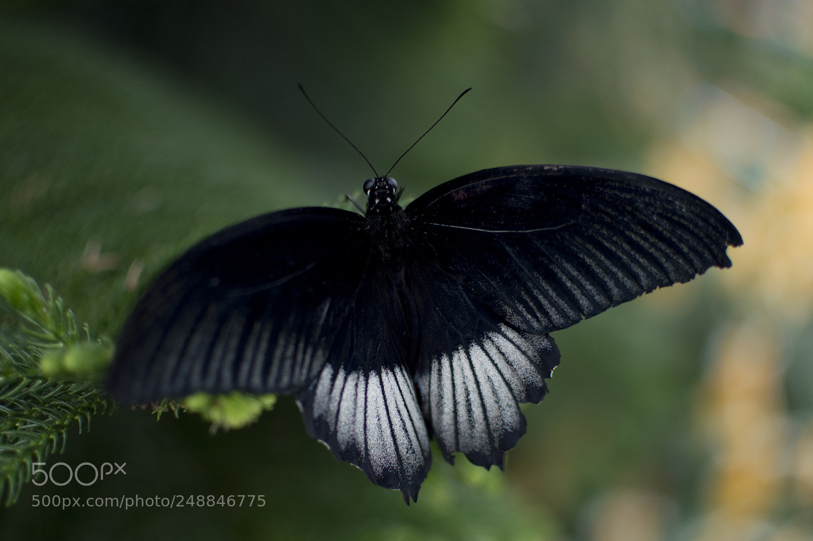 Nikon D3200 sample photo. Dark and beautiful photography
