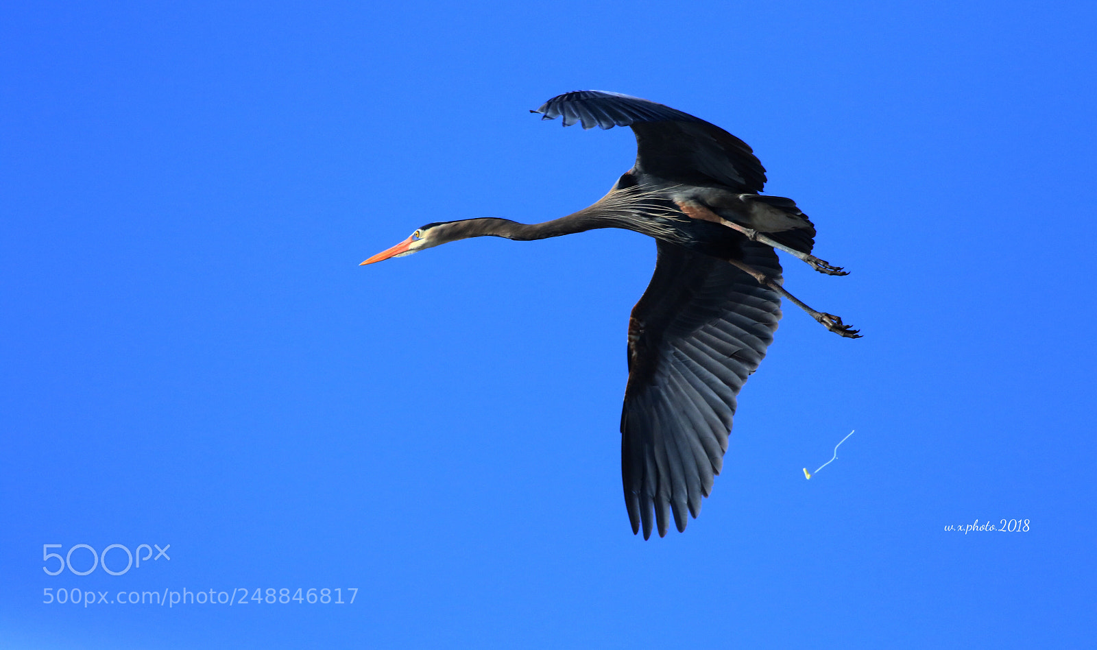 Canon EOS 7D Mark II sample photo. Great blue heron photography