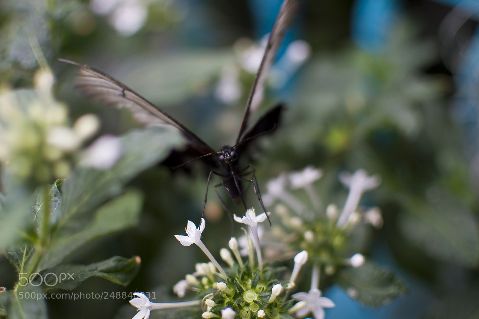 Nikon D3200 sample photo. Drinking the nectar of photography