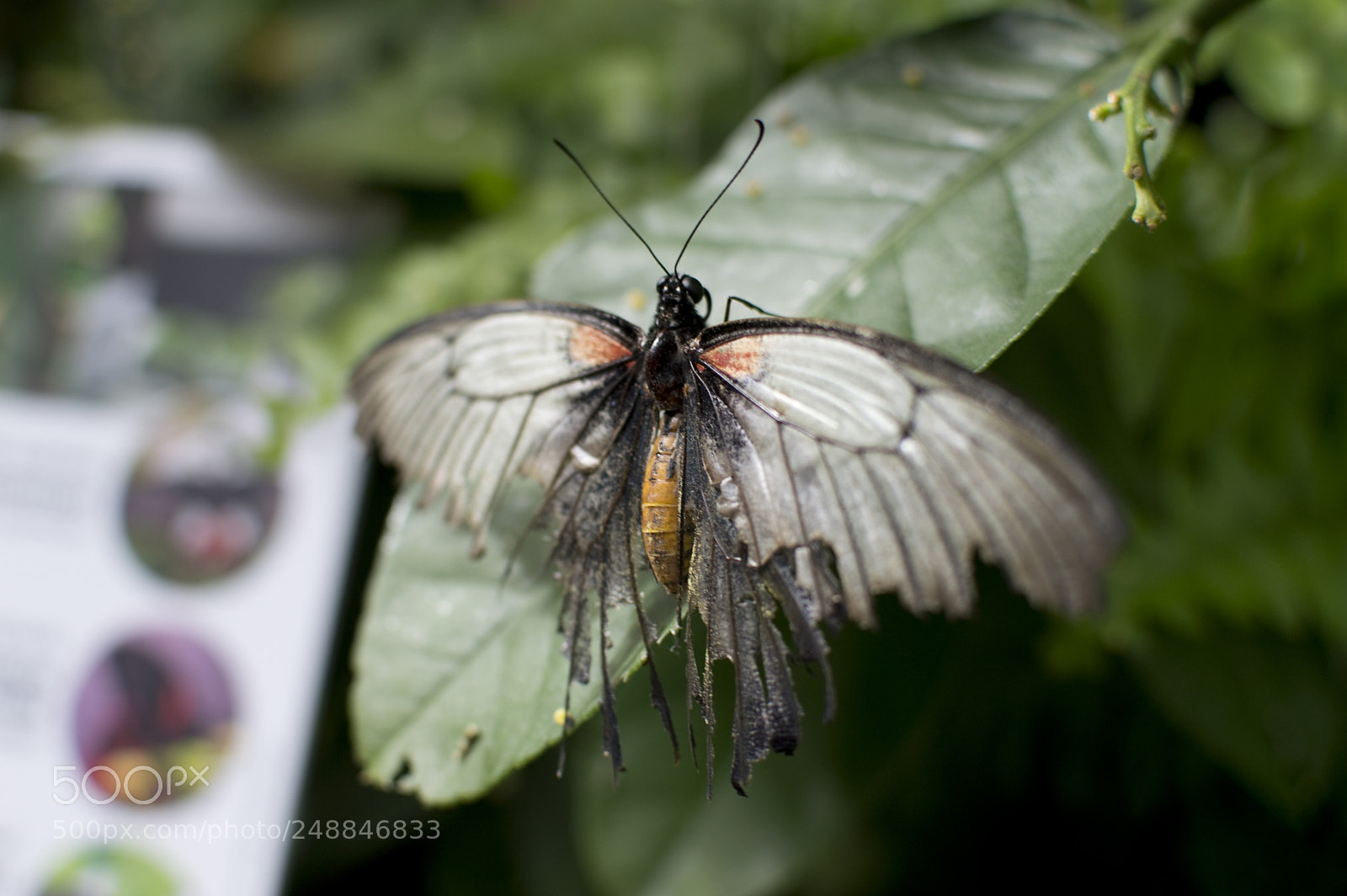 Nikon D3200 sample photo. Broken wings photography