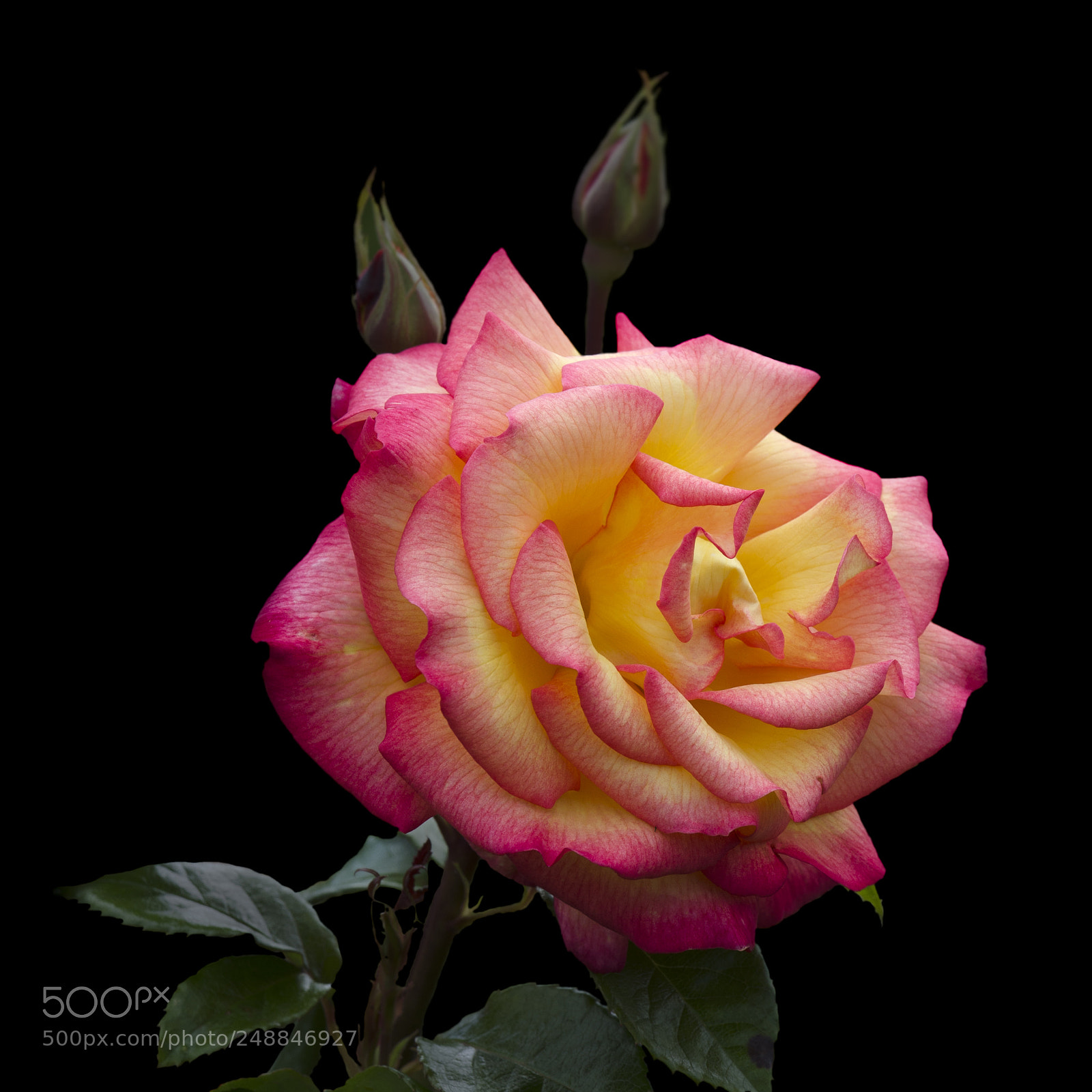 Nikon D7000 sample photo. Rose on black photography