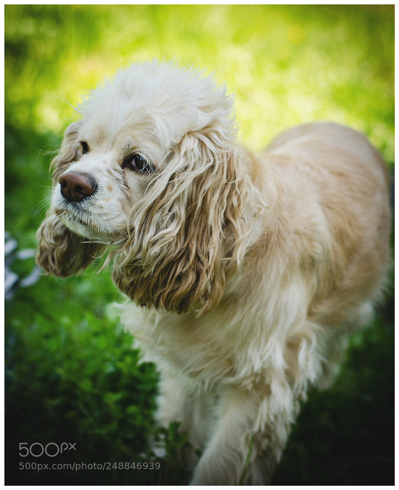 Nikon D5100 sample photo. Cute dog photography