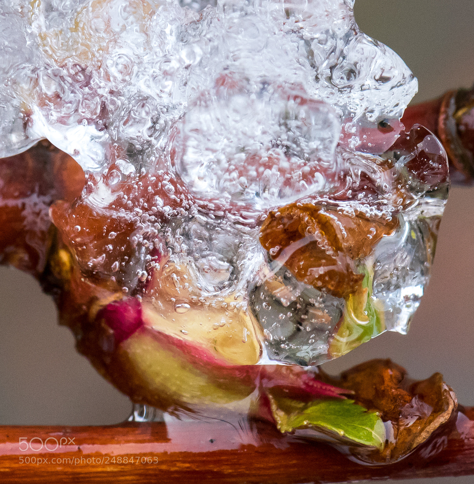 Nikon D810 sample photo. Frozen bud photography